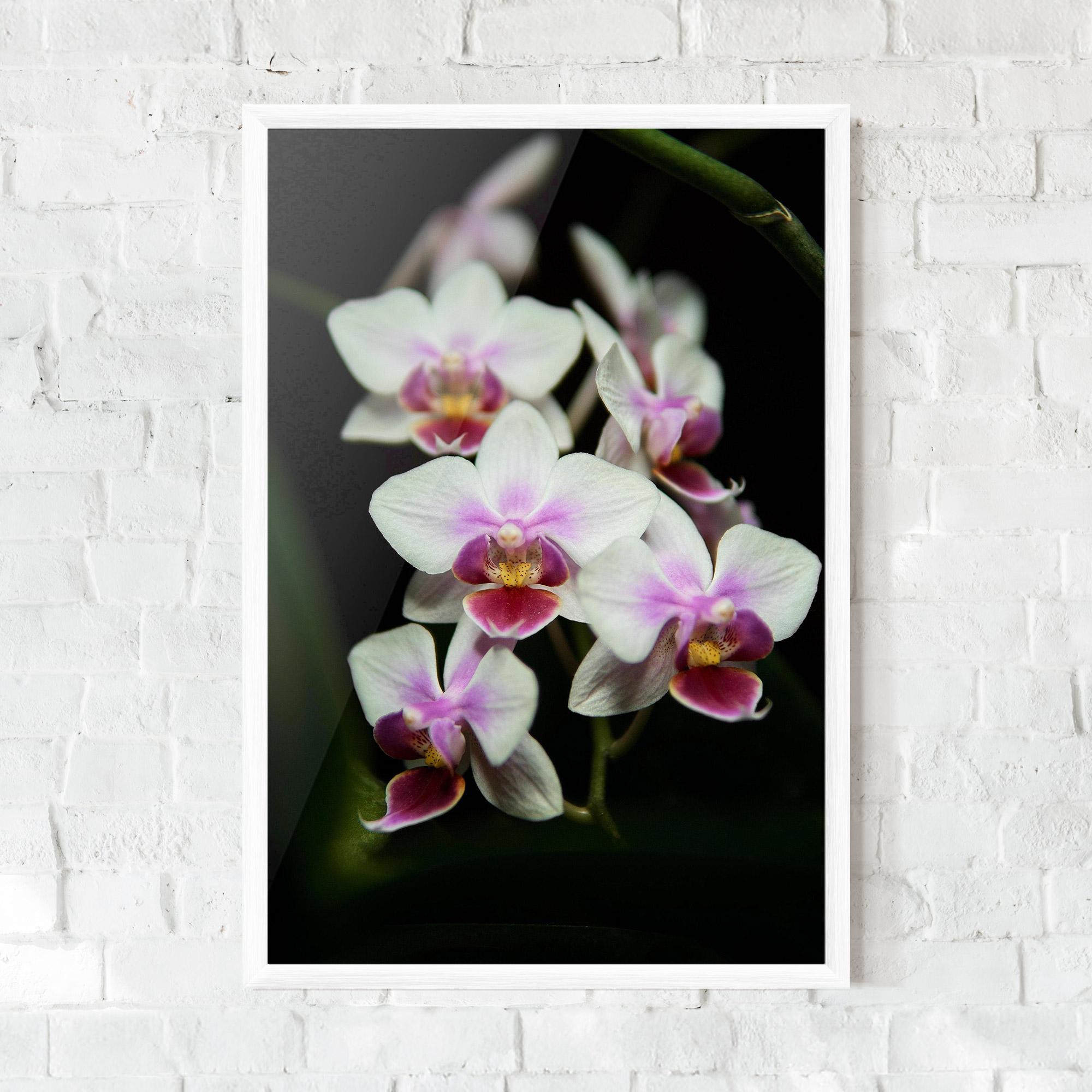 Gerahmte Poster Wild White Purple Orchid mockup 0