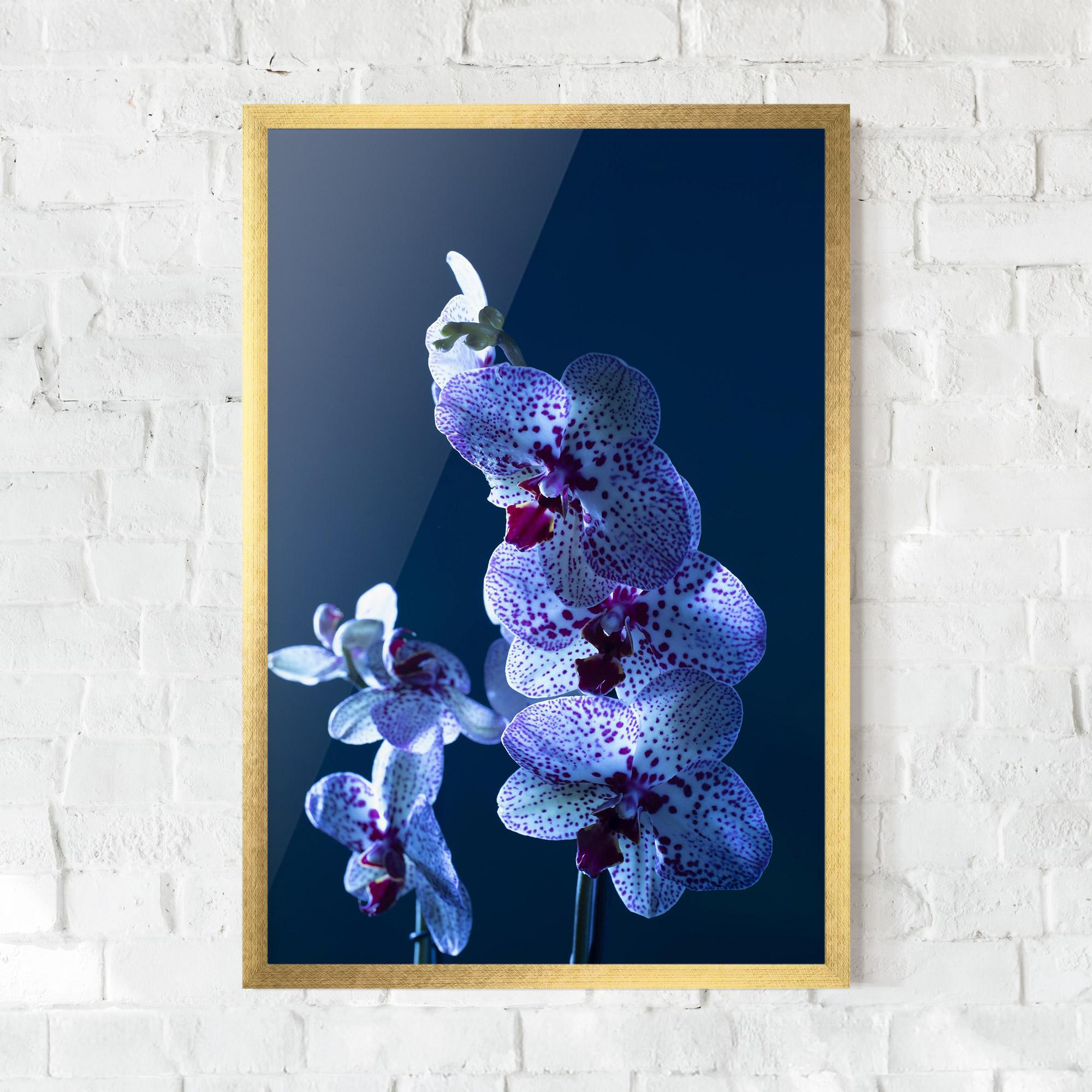 Gerahmte Poster Blue Light Orchid mockup 0