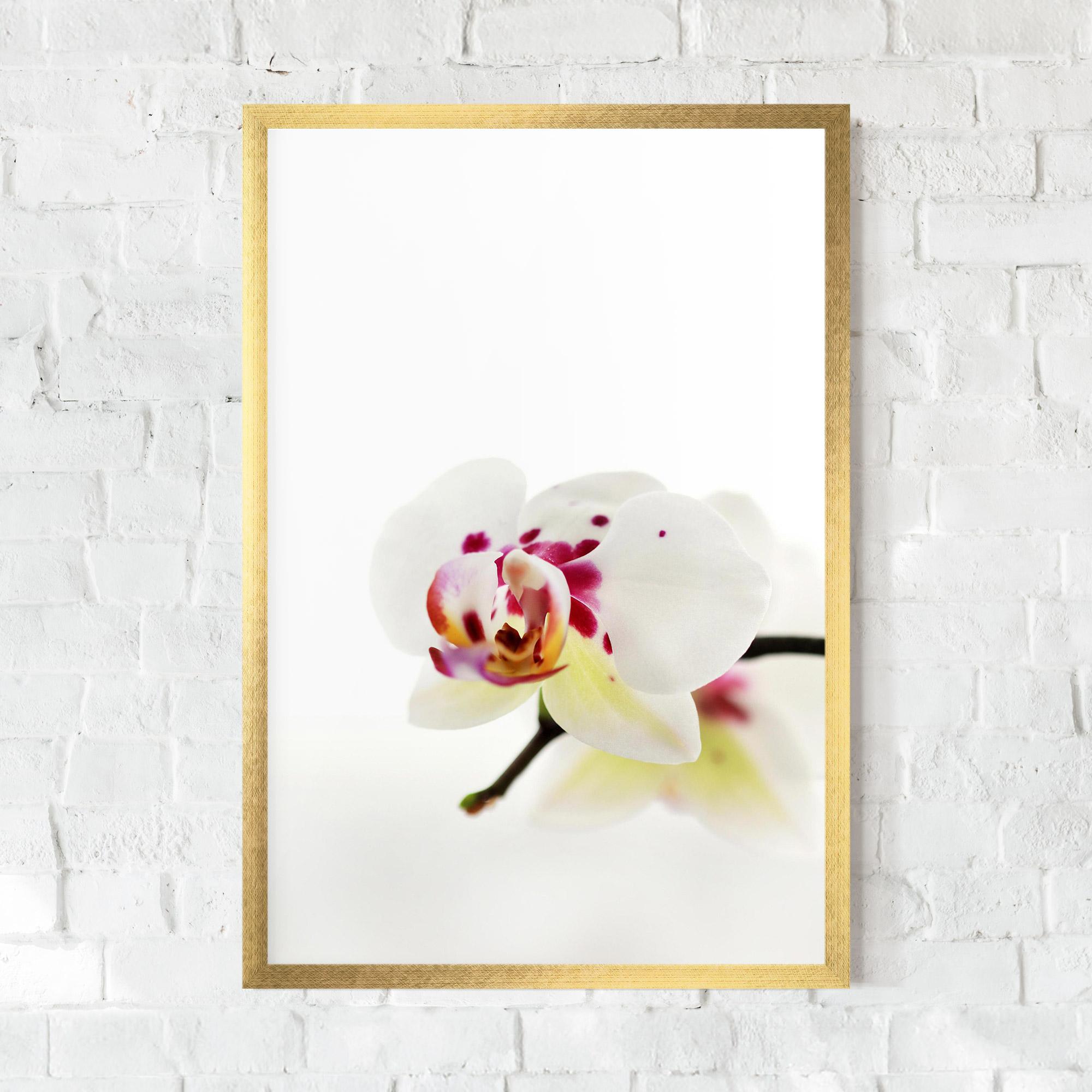 Gerahmte Poster Clean White Orchid mockup 0