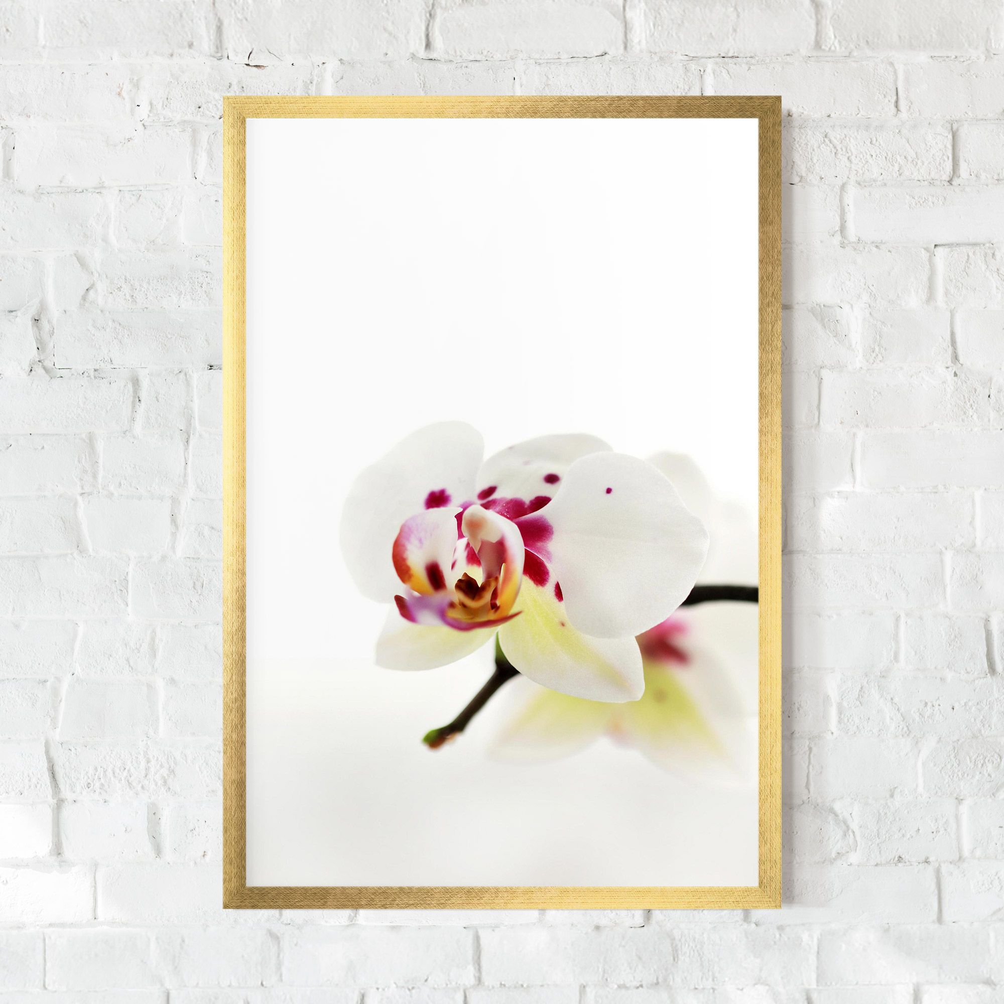 Clean White Orchid mockup 0