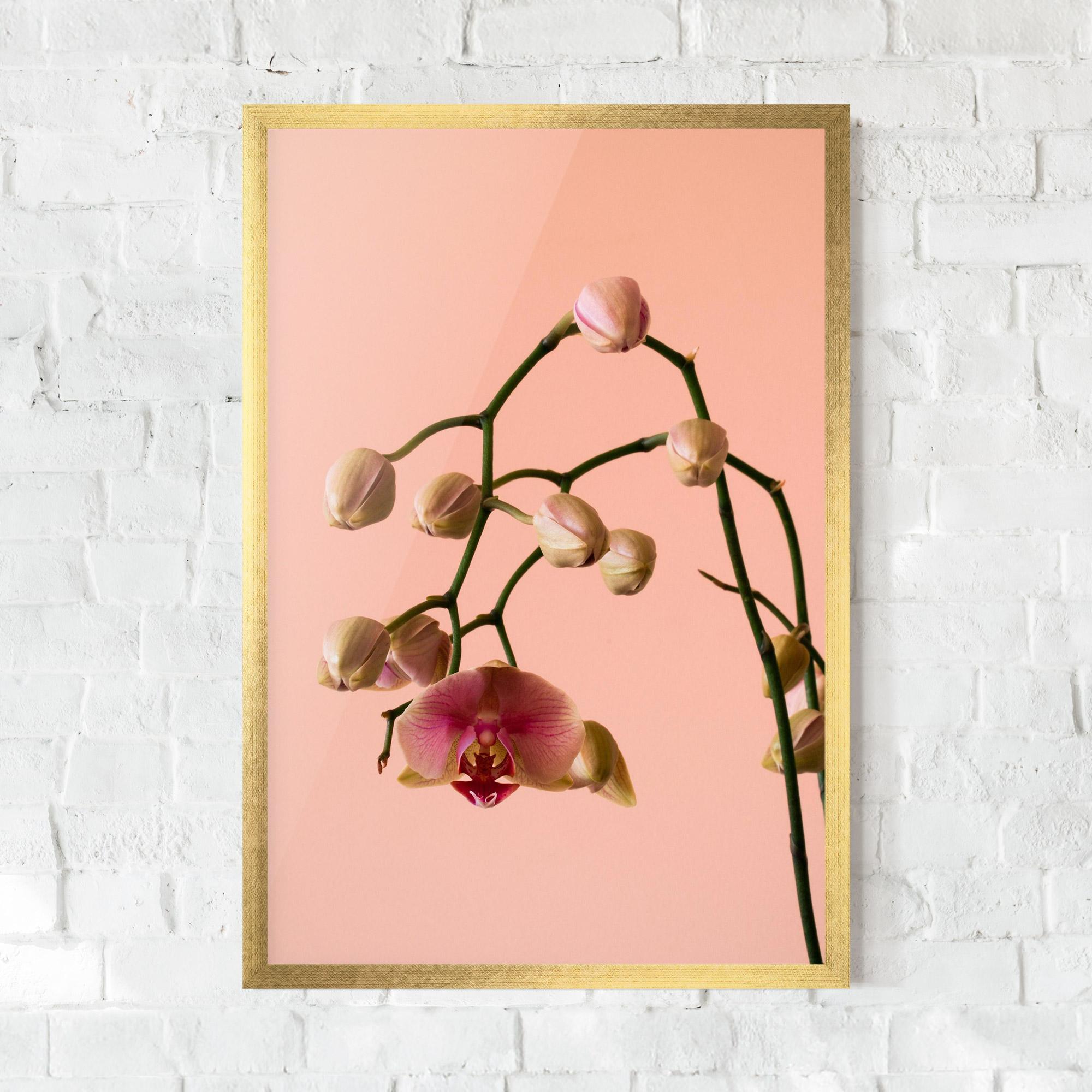 Gerahmte Poster Orchids On Pink mockup 0