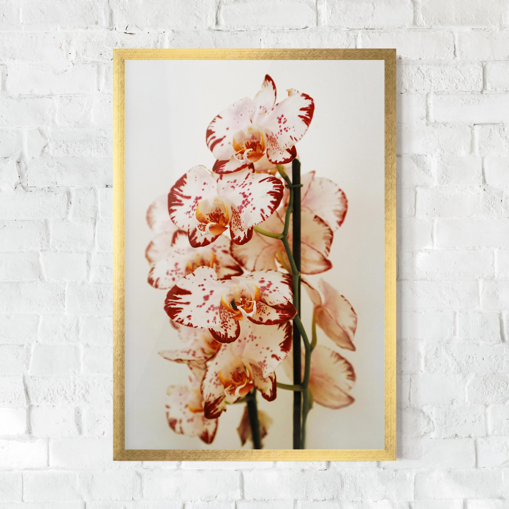 Gerahmte Poster Red White Orchids mockup 0