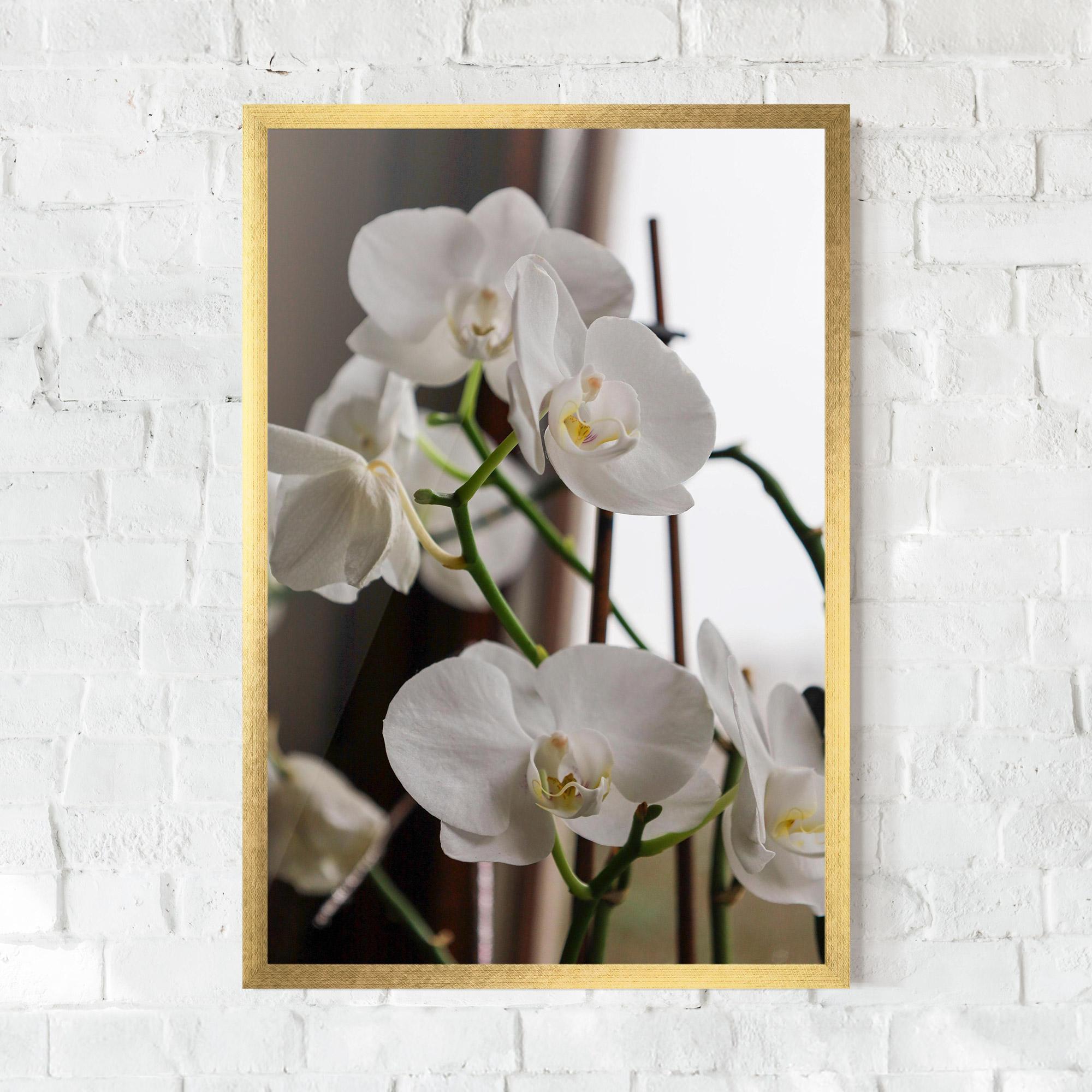 Gerahmte Poster White Orchid Growing mockup 0