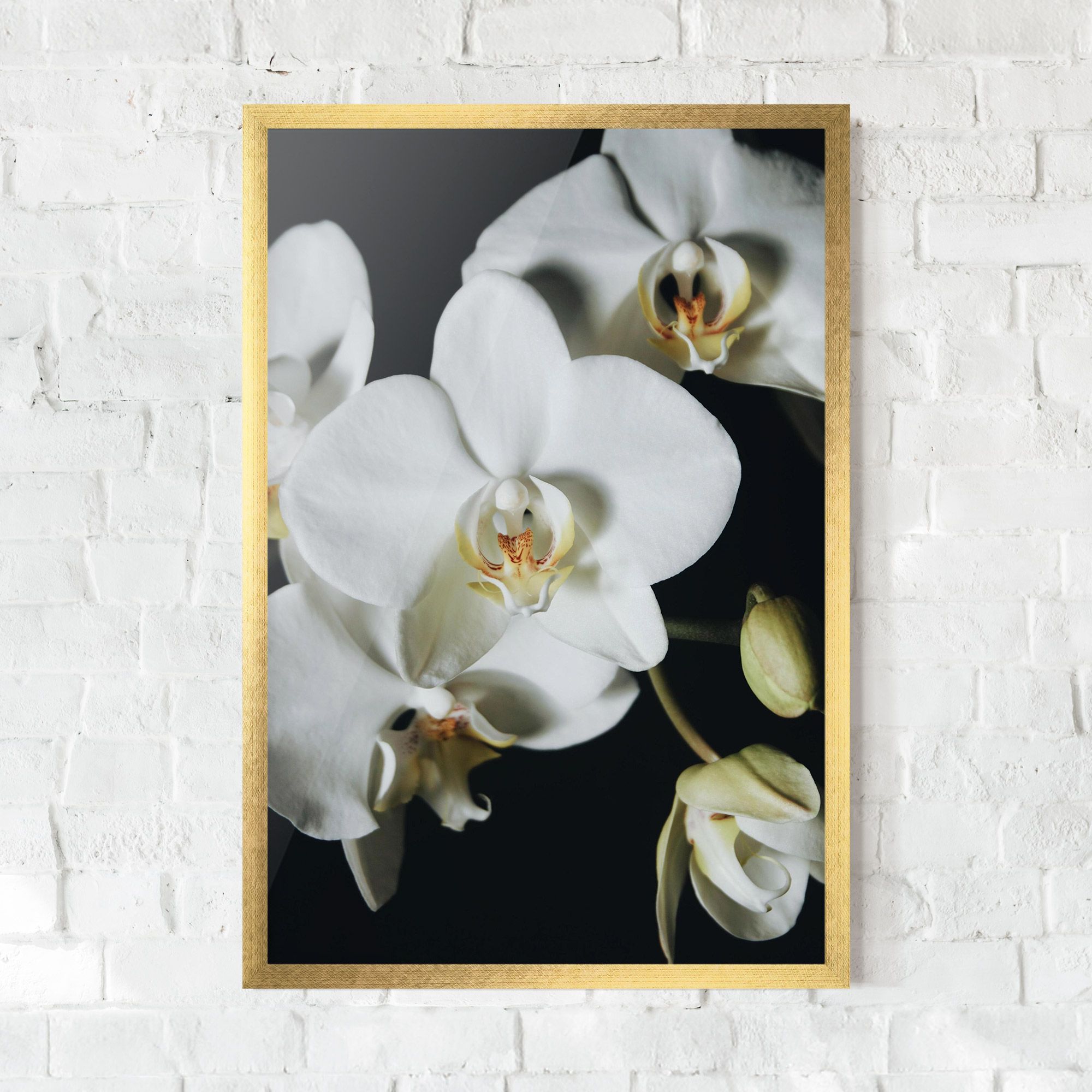 White Orchid On Black mockup 0