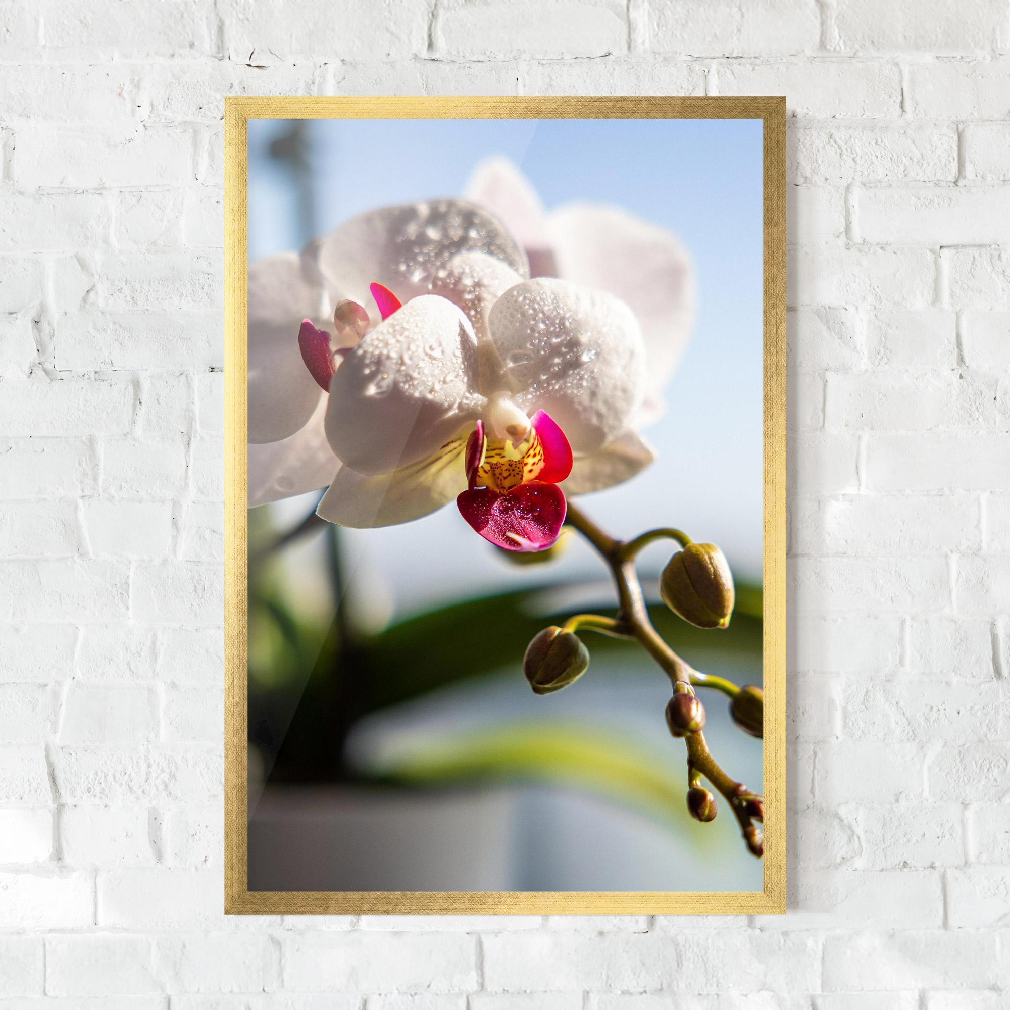Gerahmte Poster White Orchid With Water mockup 0