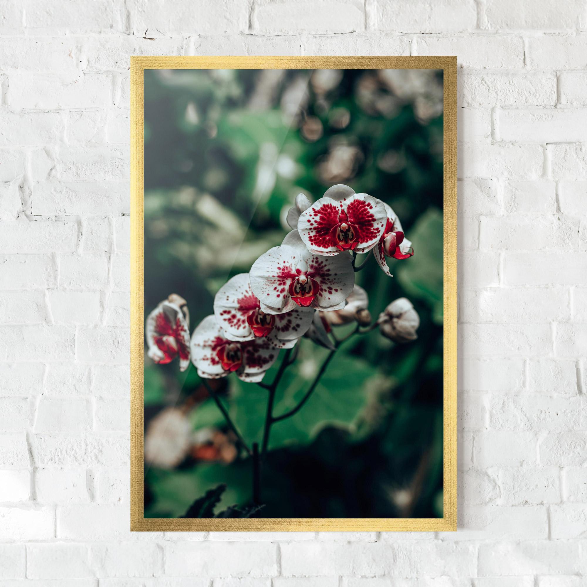 Gerahmte Poster White Red Orchid mockup 0