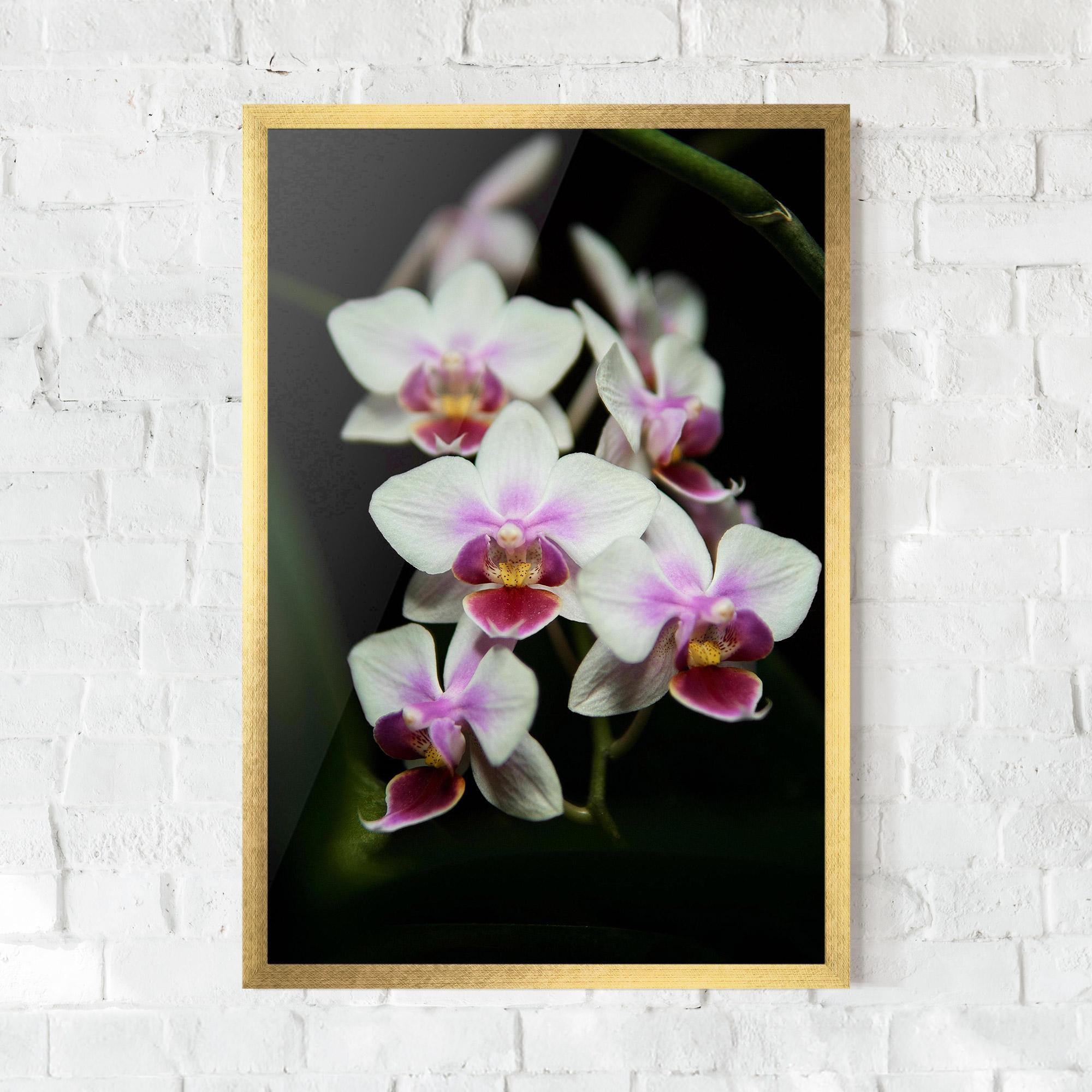 Gerahmte Poster Wild White Purple Orchid mockup 0