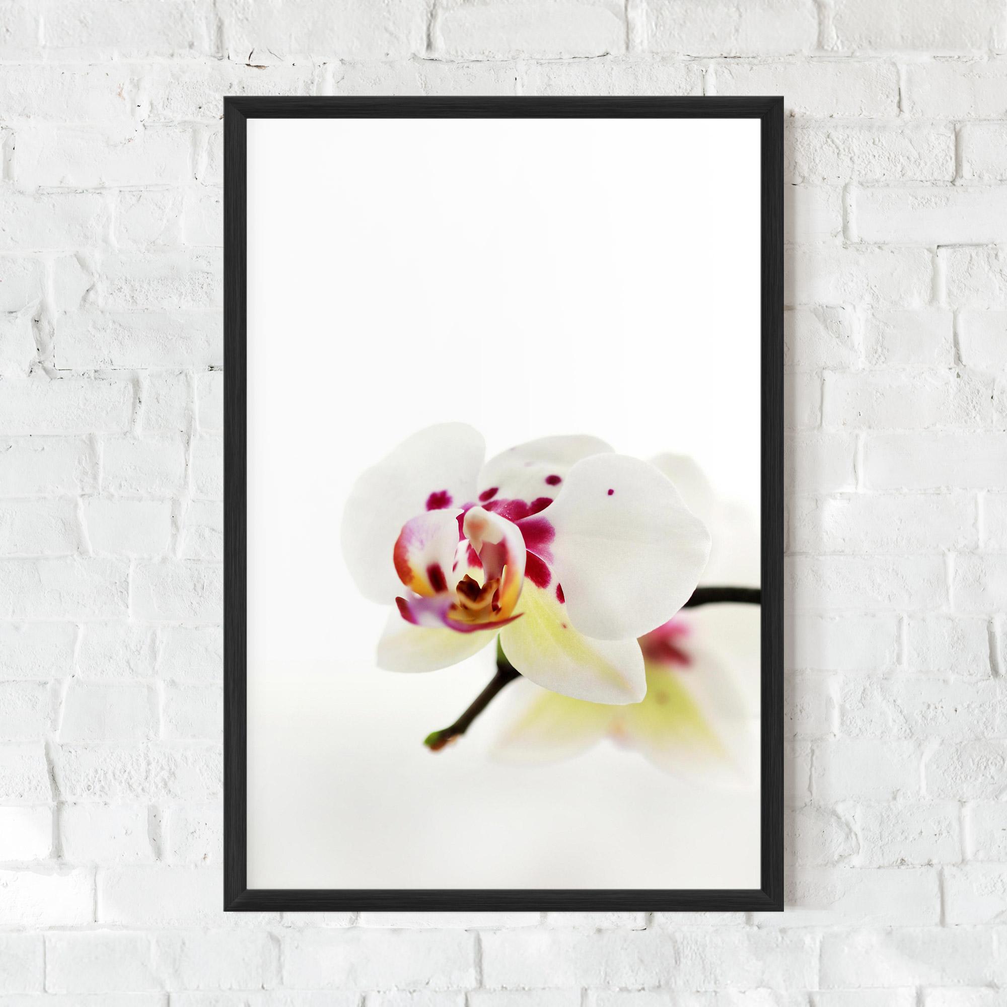 Gerahmte Poster Clean White Orchid mockup 0