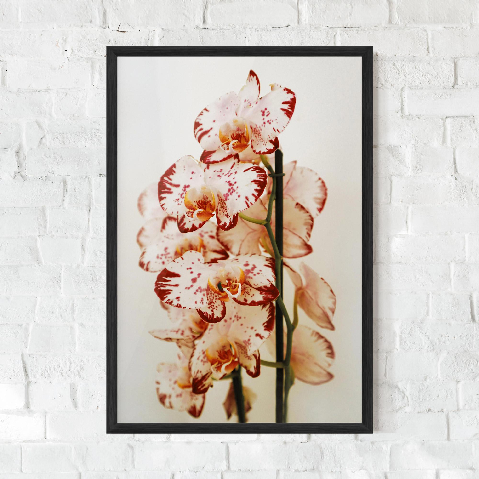 Gerahmte Poster Red White Orchids mockup 0