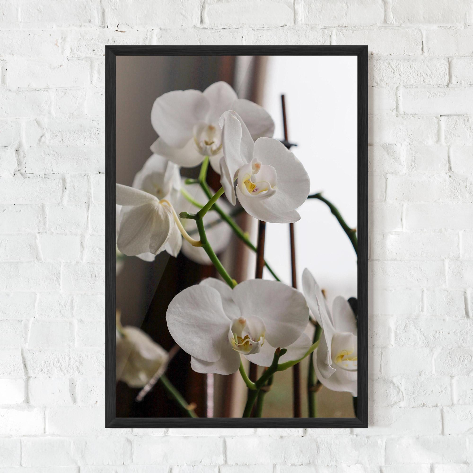 Gerahmte Poster White Orchid Growing mockup 0