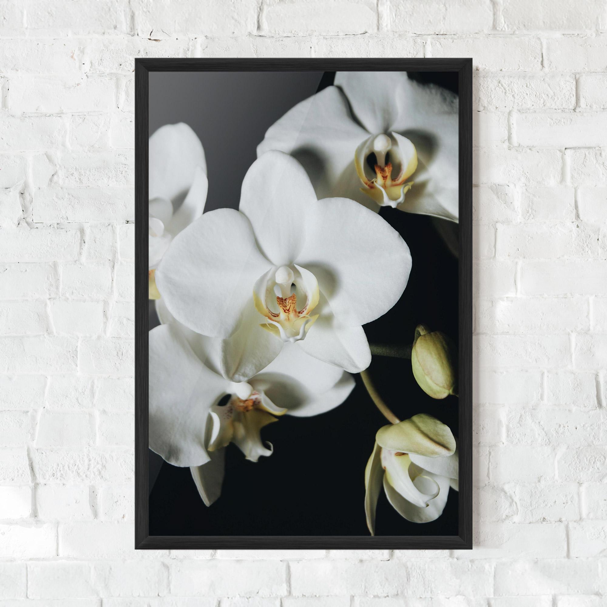 Gerahmte Poster White Orchid On Black mockup 0