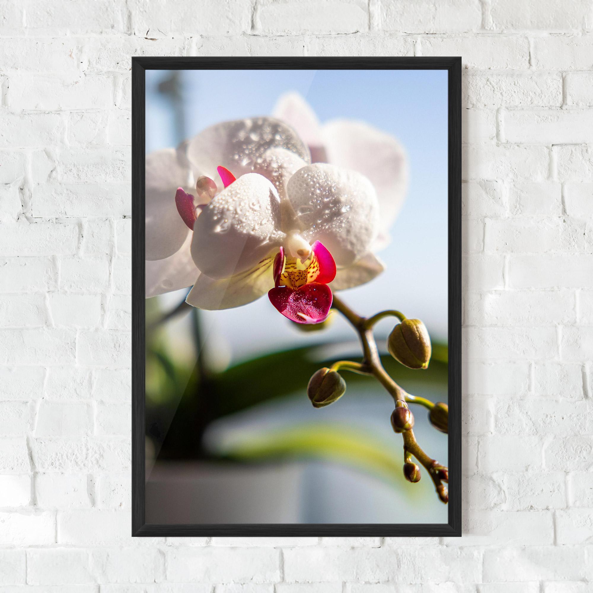 Gerahmte Poster White Orchid With Water mockup 0