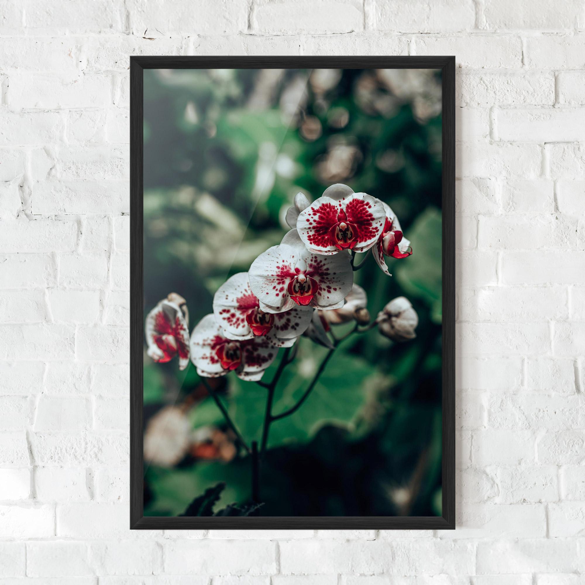 Gerahmte Poster White Red Orchid mockup 0