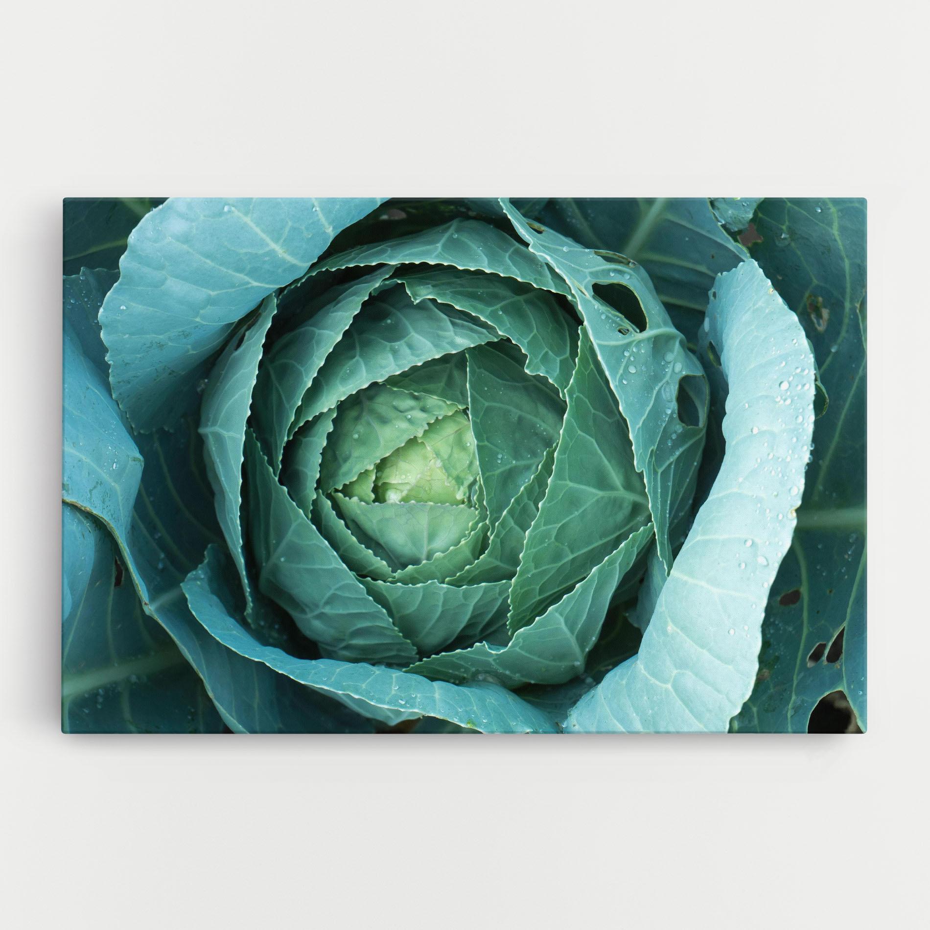 Leinwandbild Blue Lettuce mockup 0
