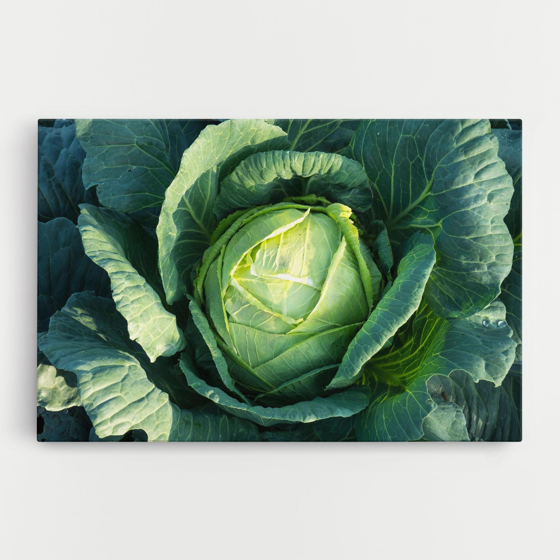 Leinwandbild Green Lettuce mockup 0