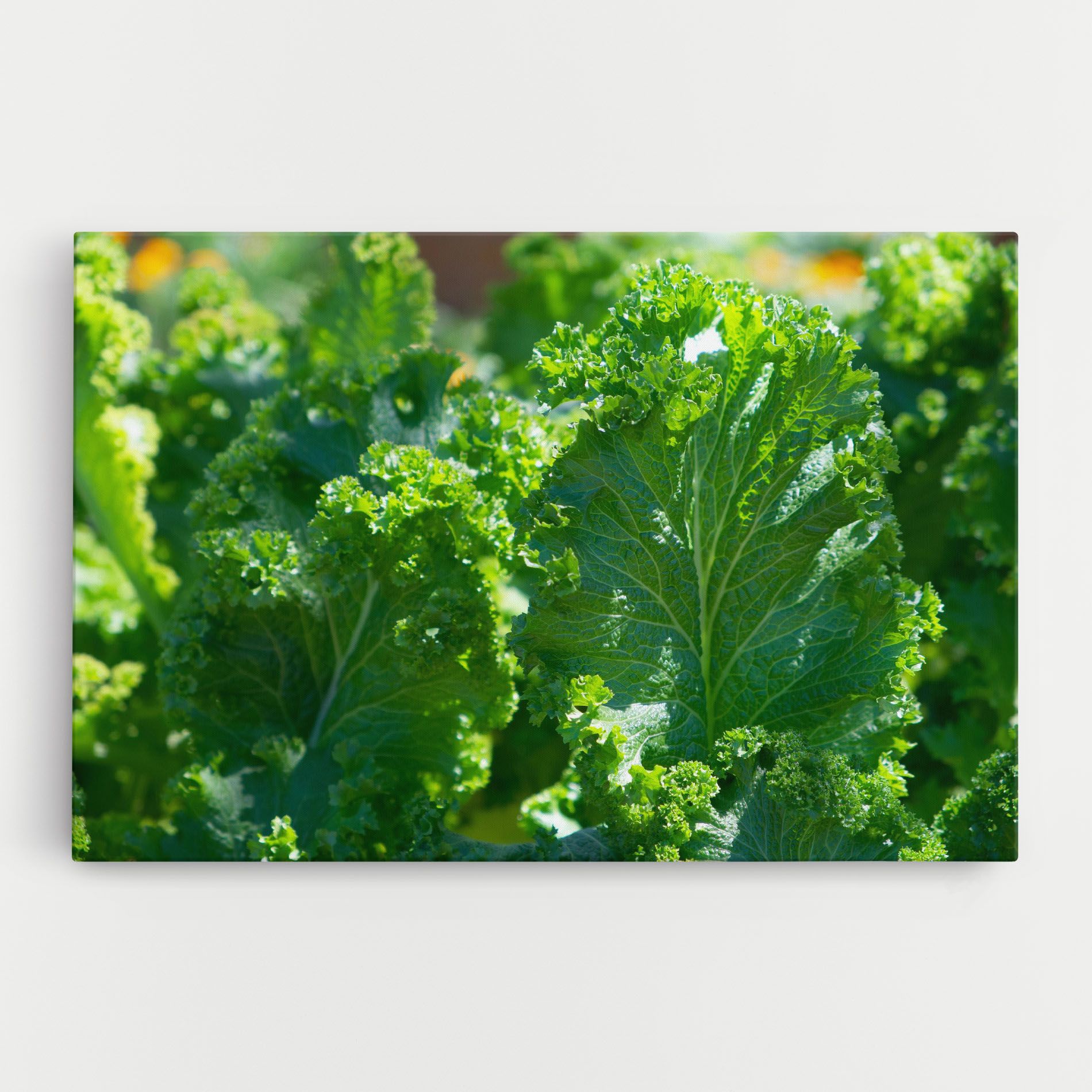 Lettuce View mockup 0