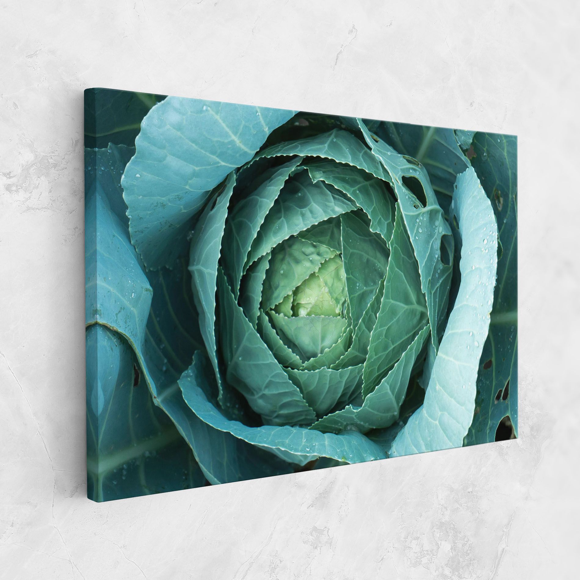 Blue Lettuce mockup 1
