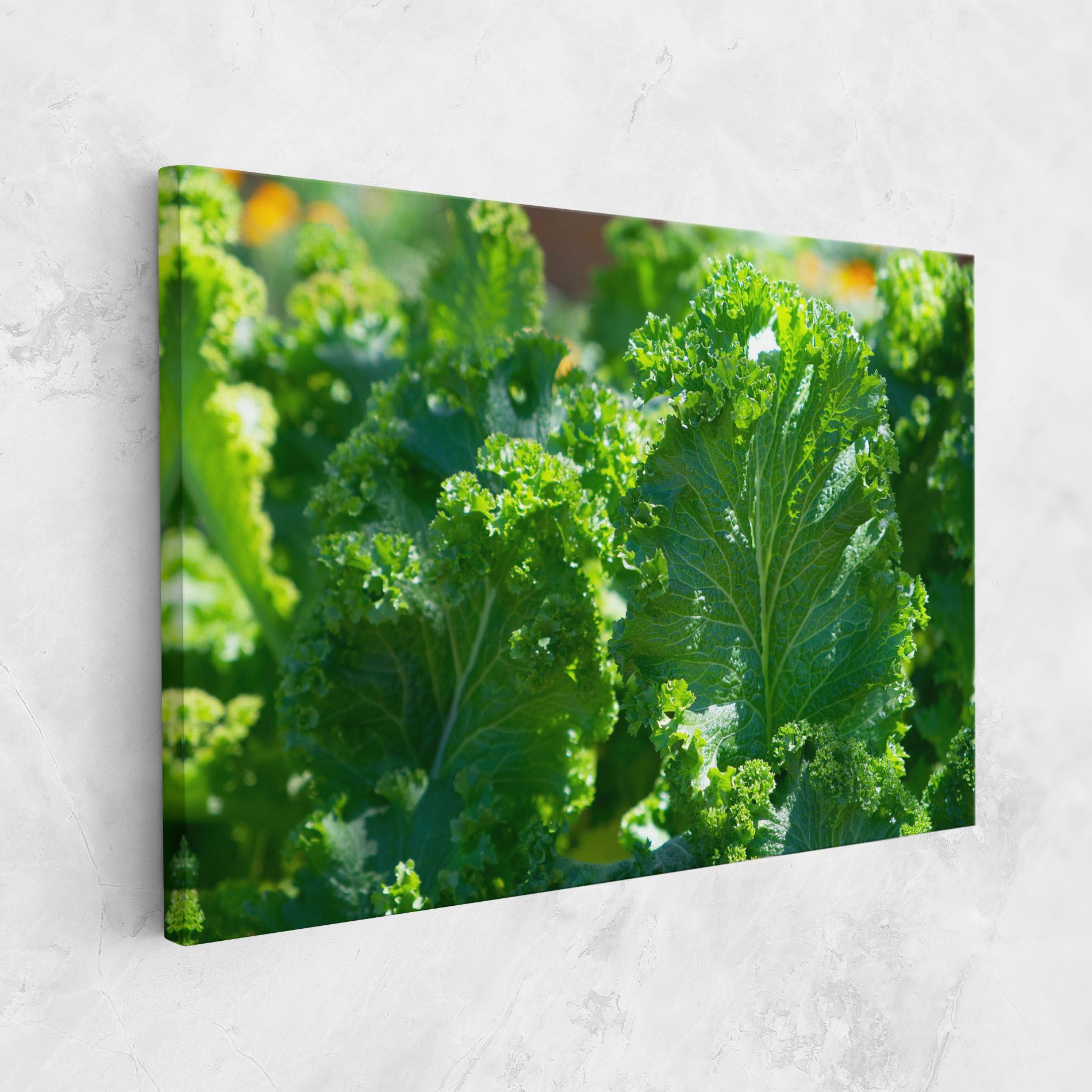 Lettuce View mockup 1
