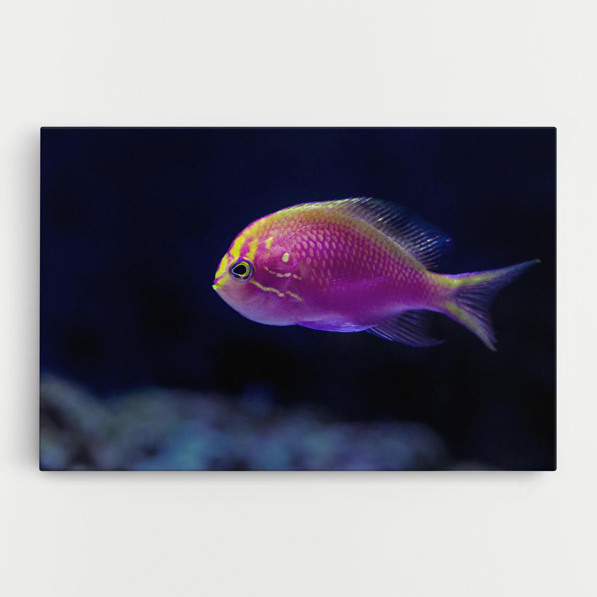 Leinwandbild Angry Pink Fish mockup 0