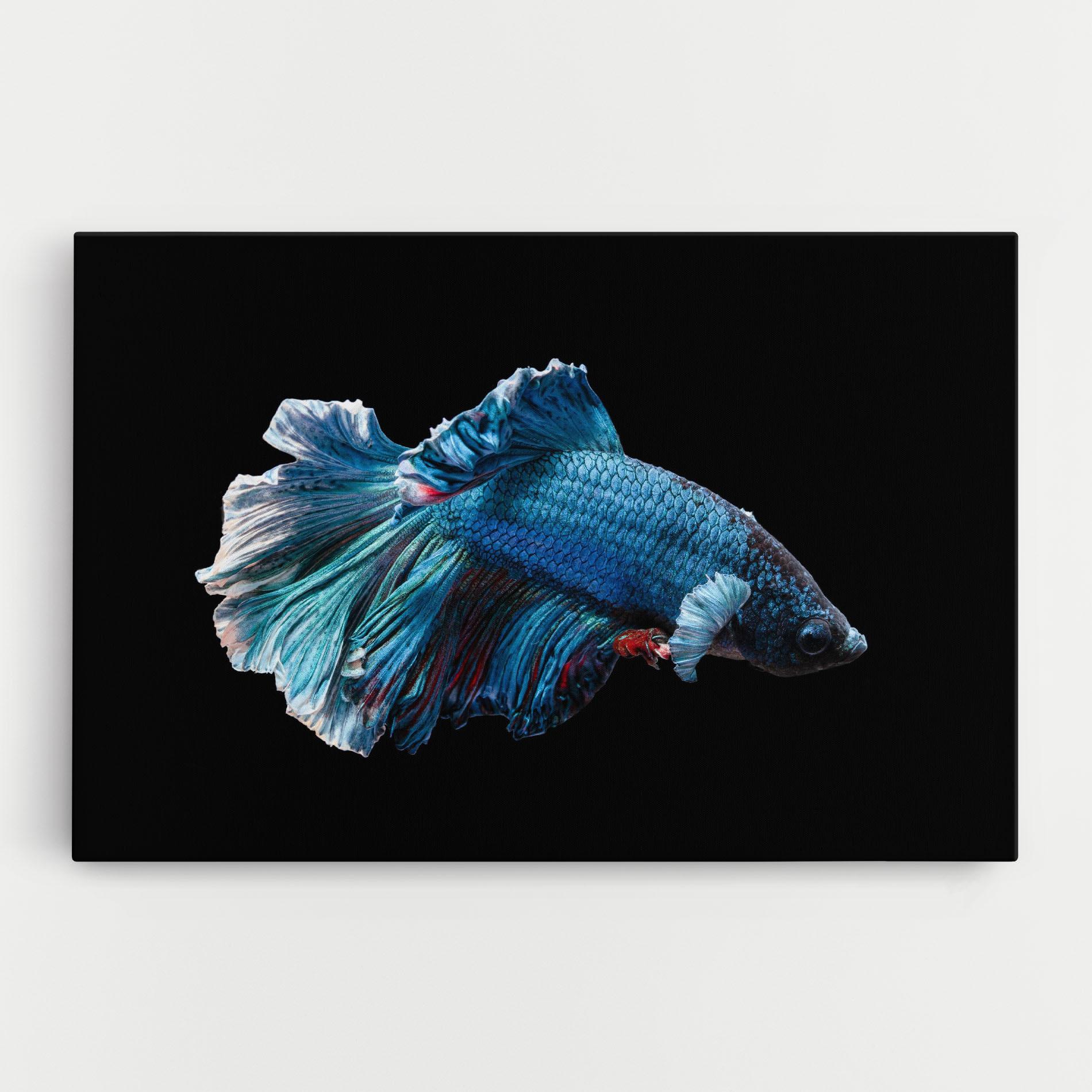 Leinwandbild Blue Betta mockup 0