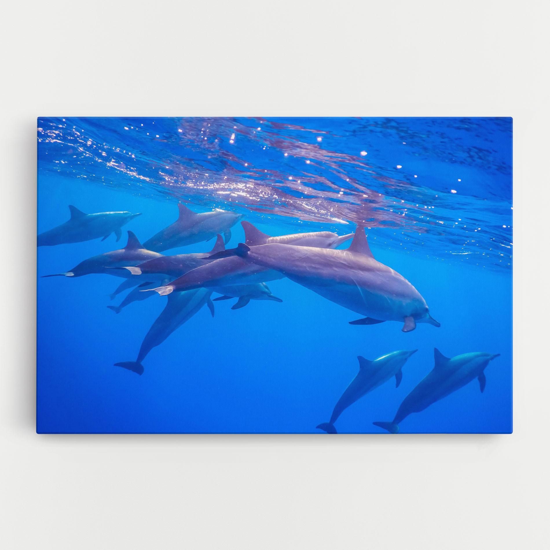 Leinwandbild Dolphin Family mockup 0