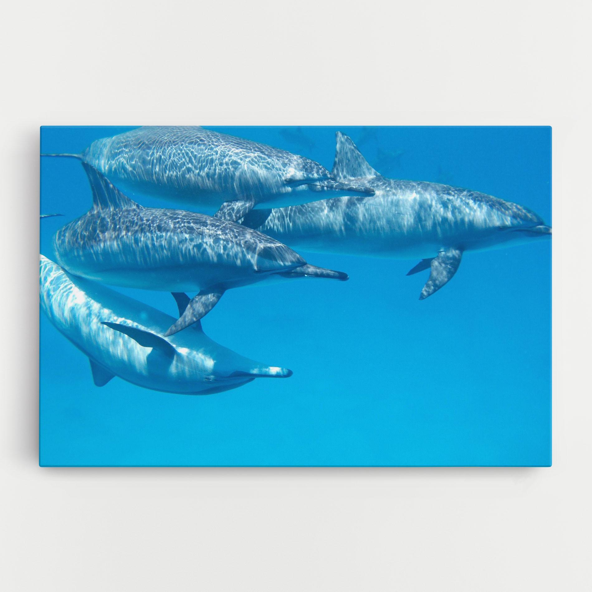 Leinwandbild Family Of Dolphins mockup 0