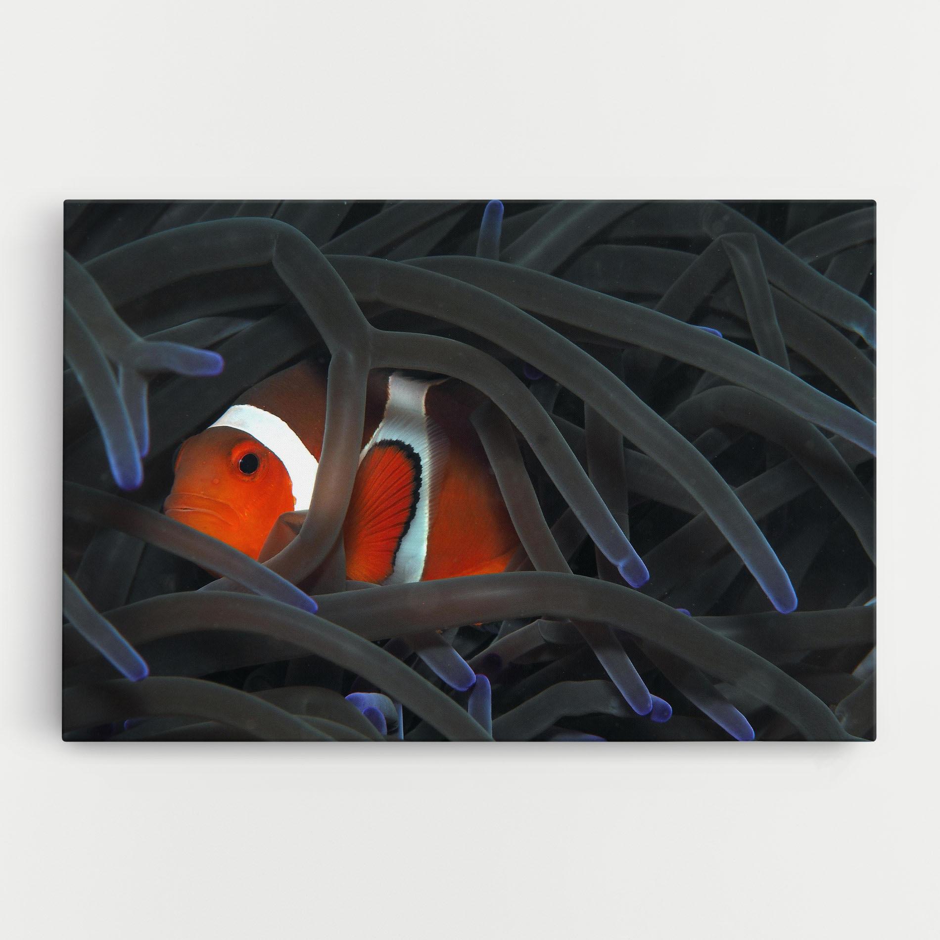 Leinwandbild Nemo Hiding mockup 0