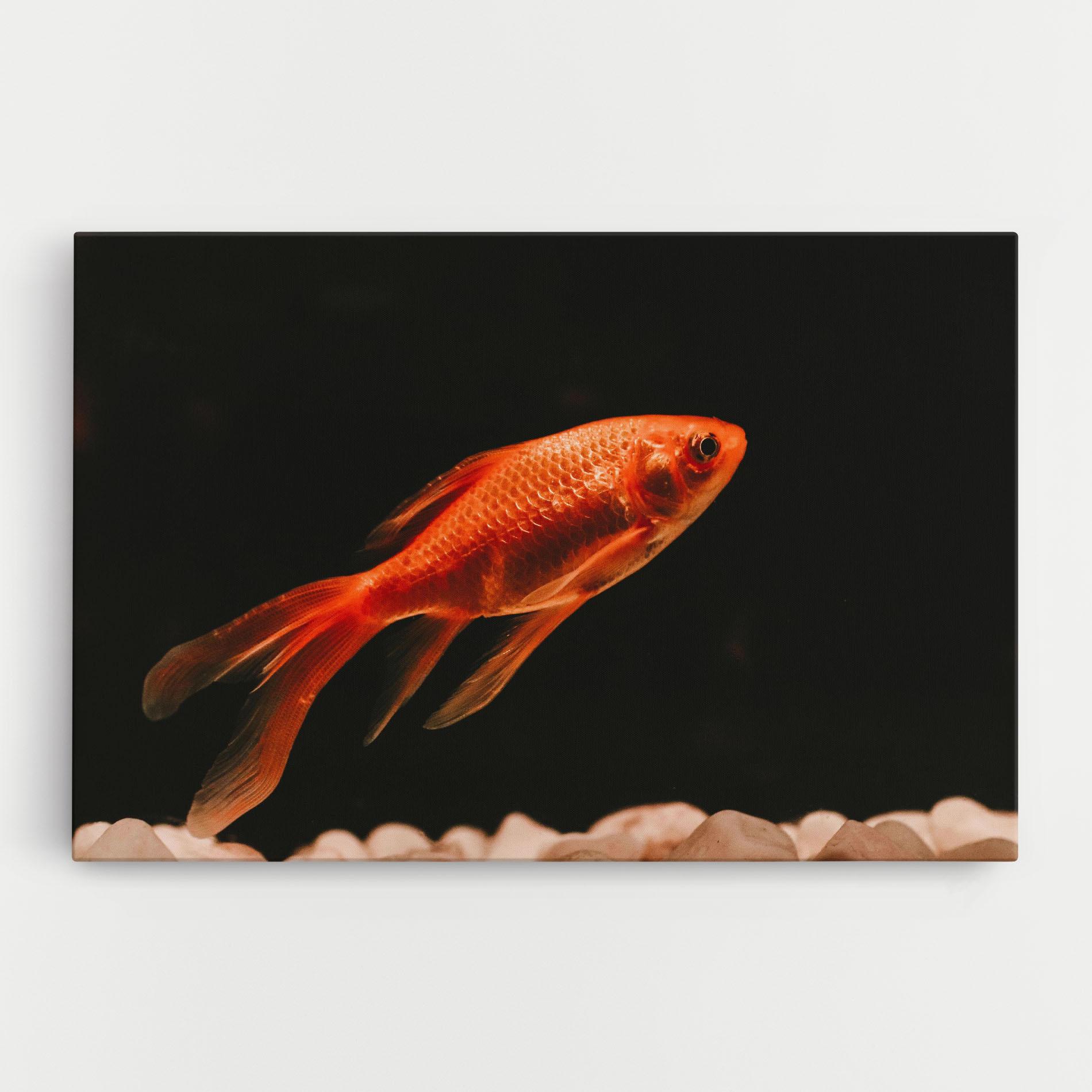 Leinwandbild Small Orange Fish mockup 0