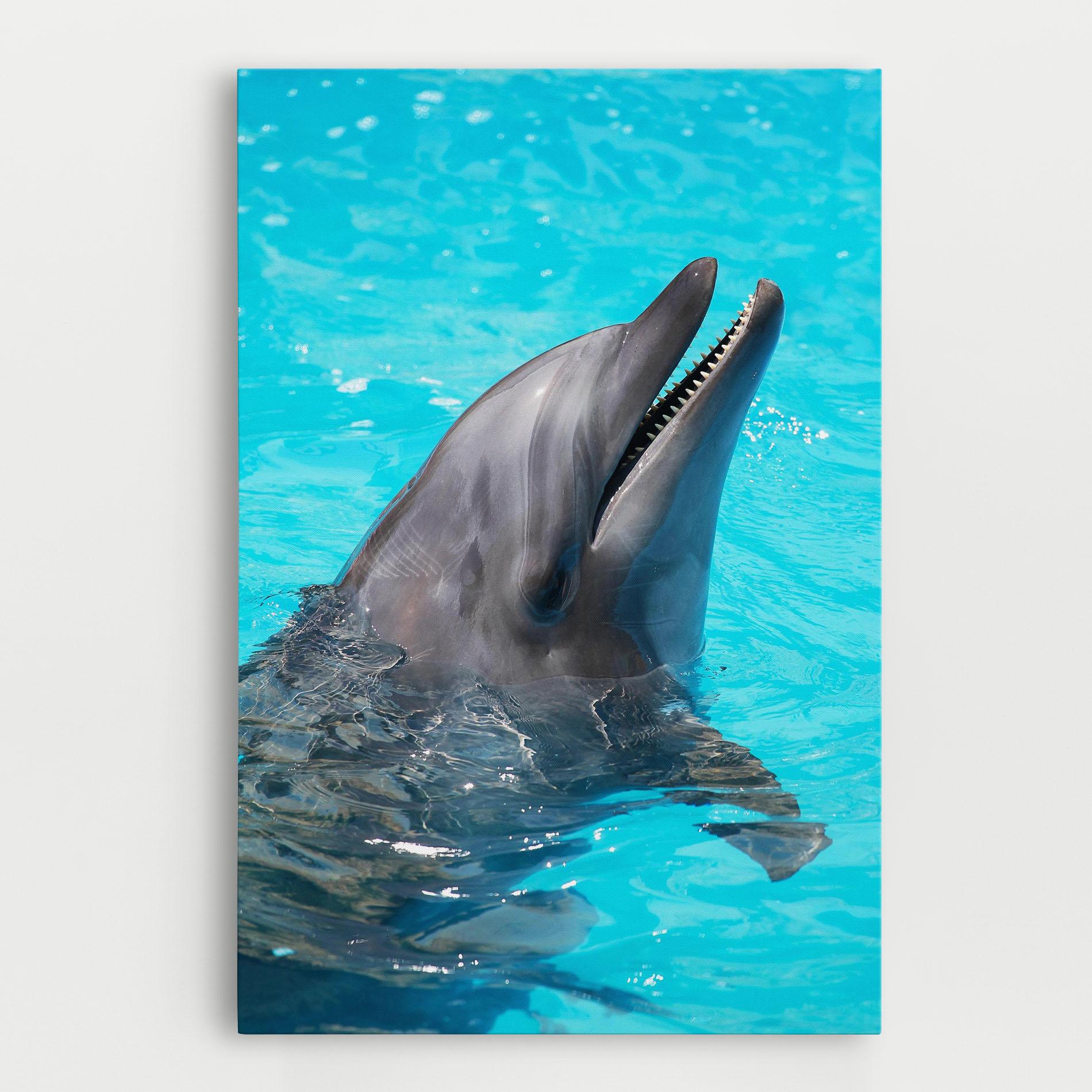 Leinwandbild Trained Dolphin mockup 0