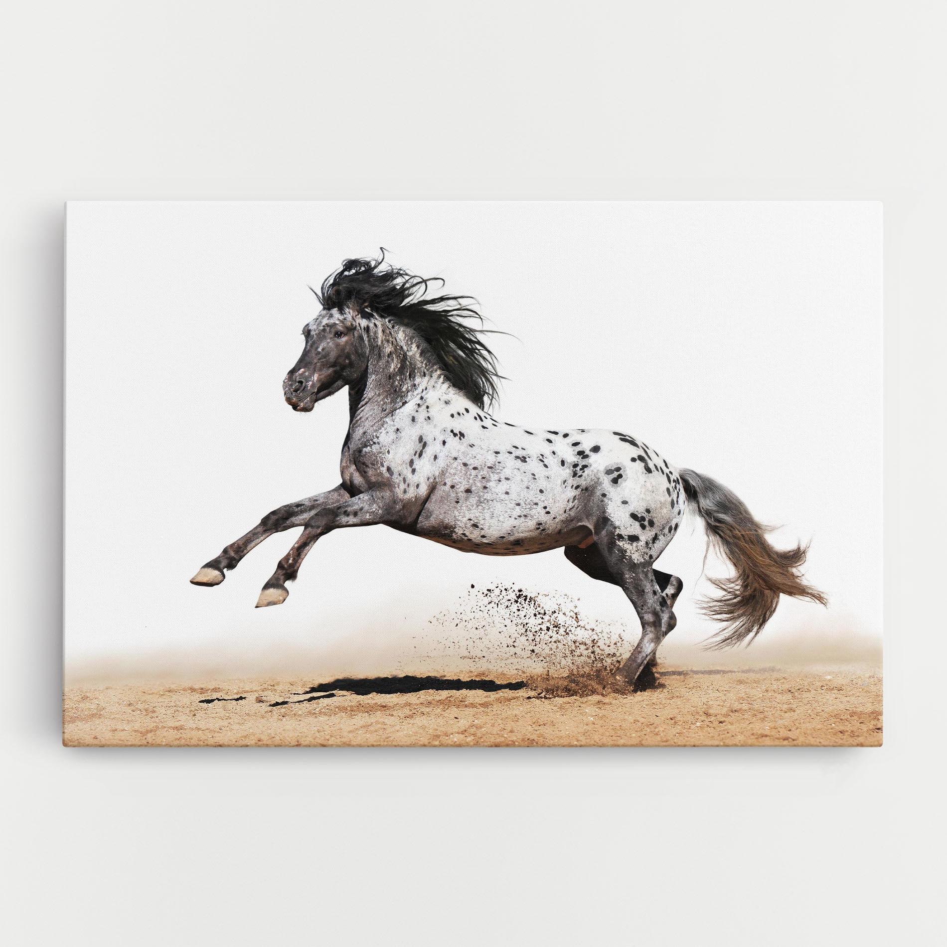 Leinwandbild Appaloosa Horse Running mockup 0