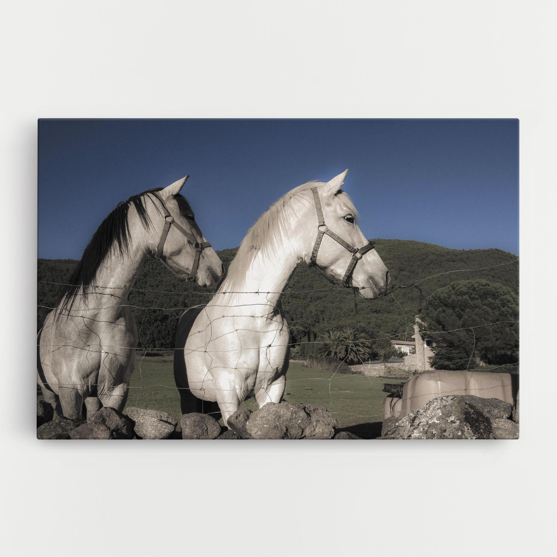 Leinwandbild White Grey Horse mockup 0