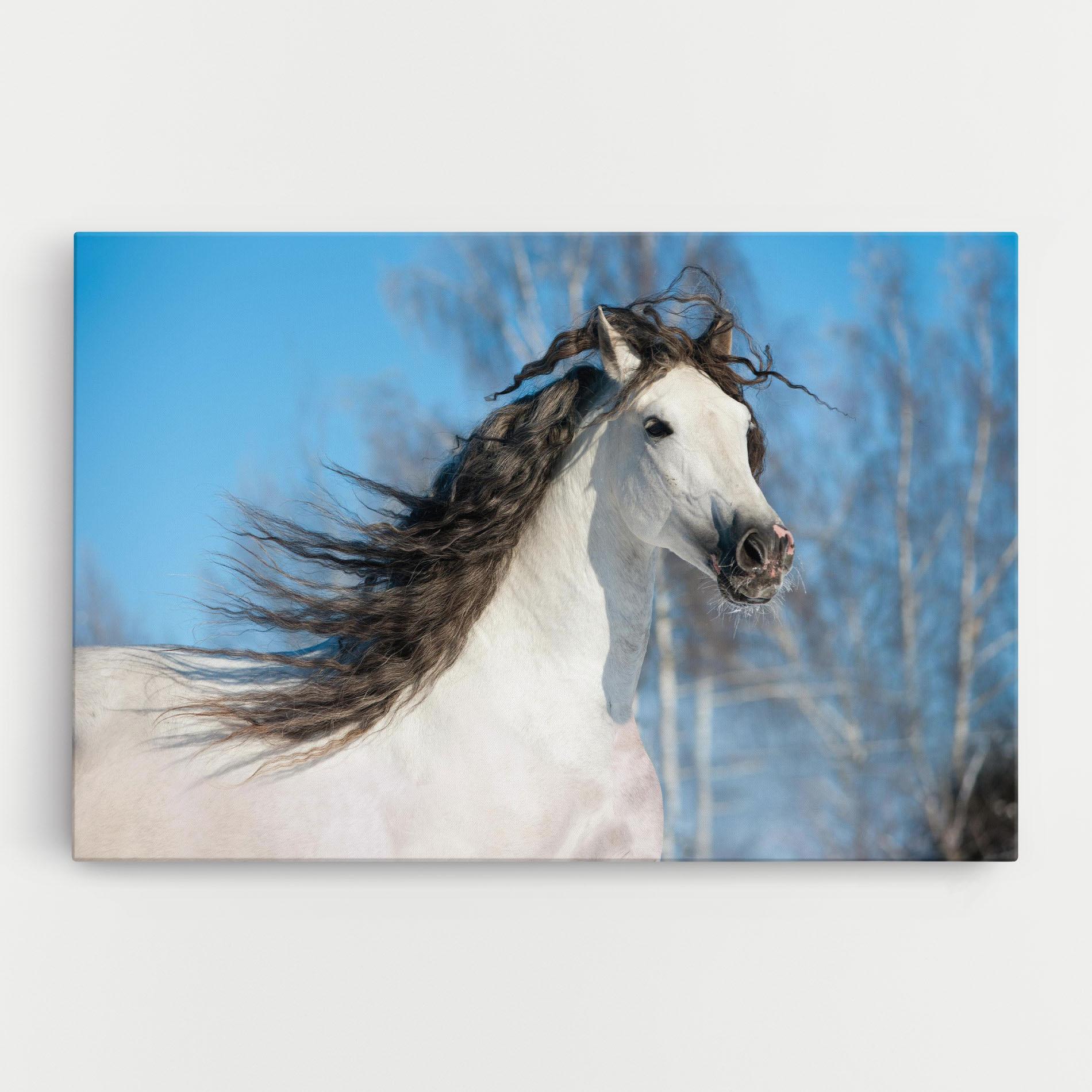 Leinwandbild Wild Black Hair Horse mockup 0