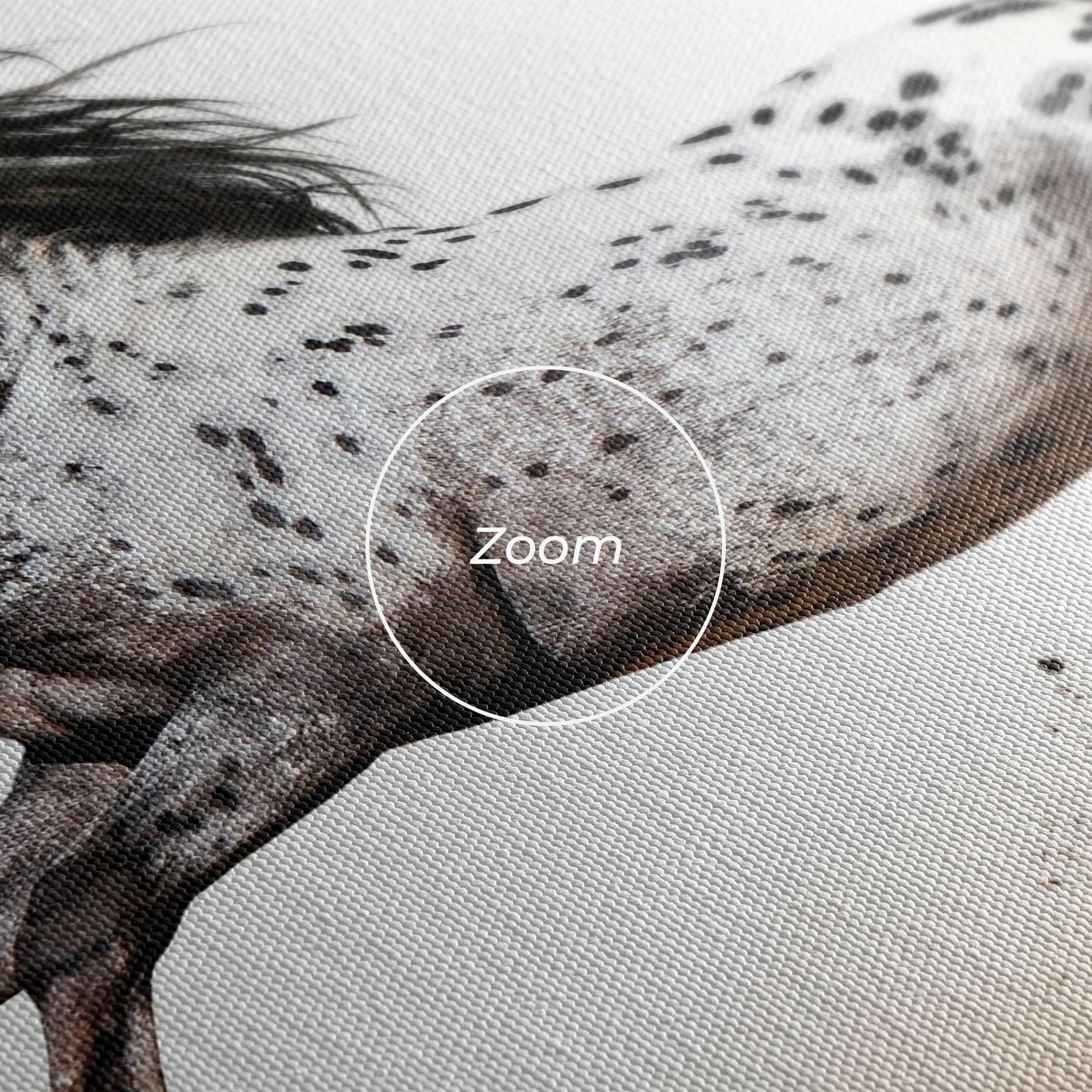 Leinwandbild Appaloosa Horse Running mockup 3