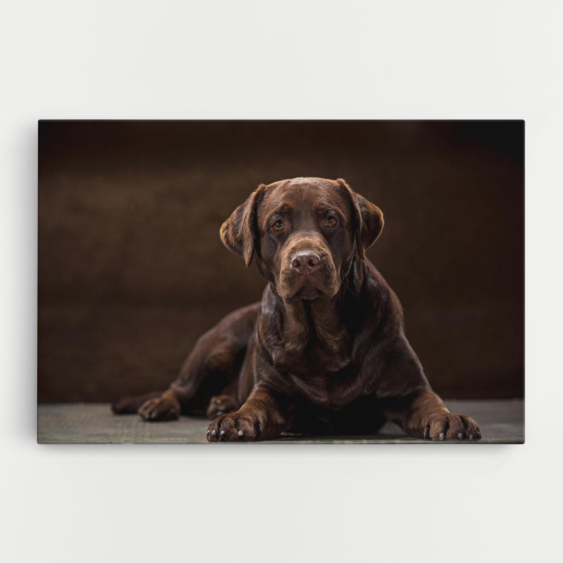 Leinwandbild Cute Brown Labrador mockup 0