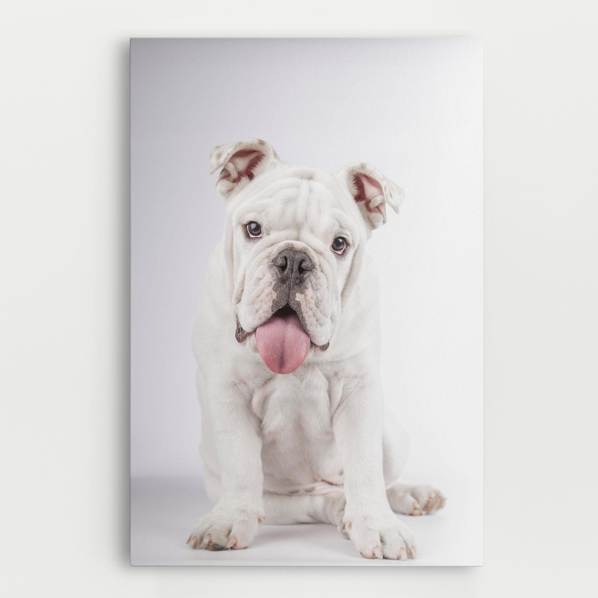 Leinwandbild English Bulldog mockup 0
