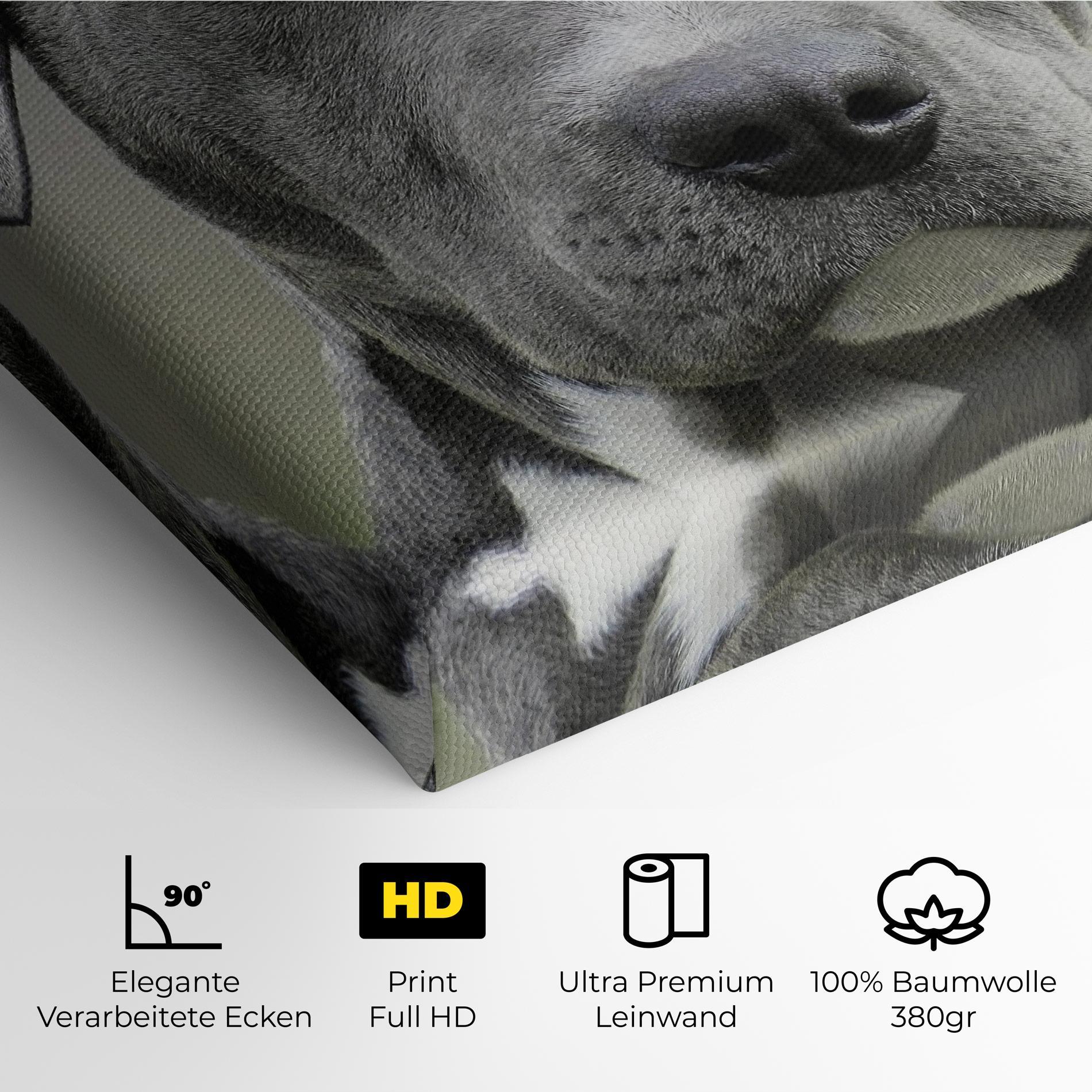 Leinwandbild Blue Eyes Dog mockup 4