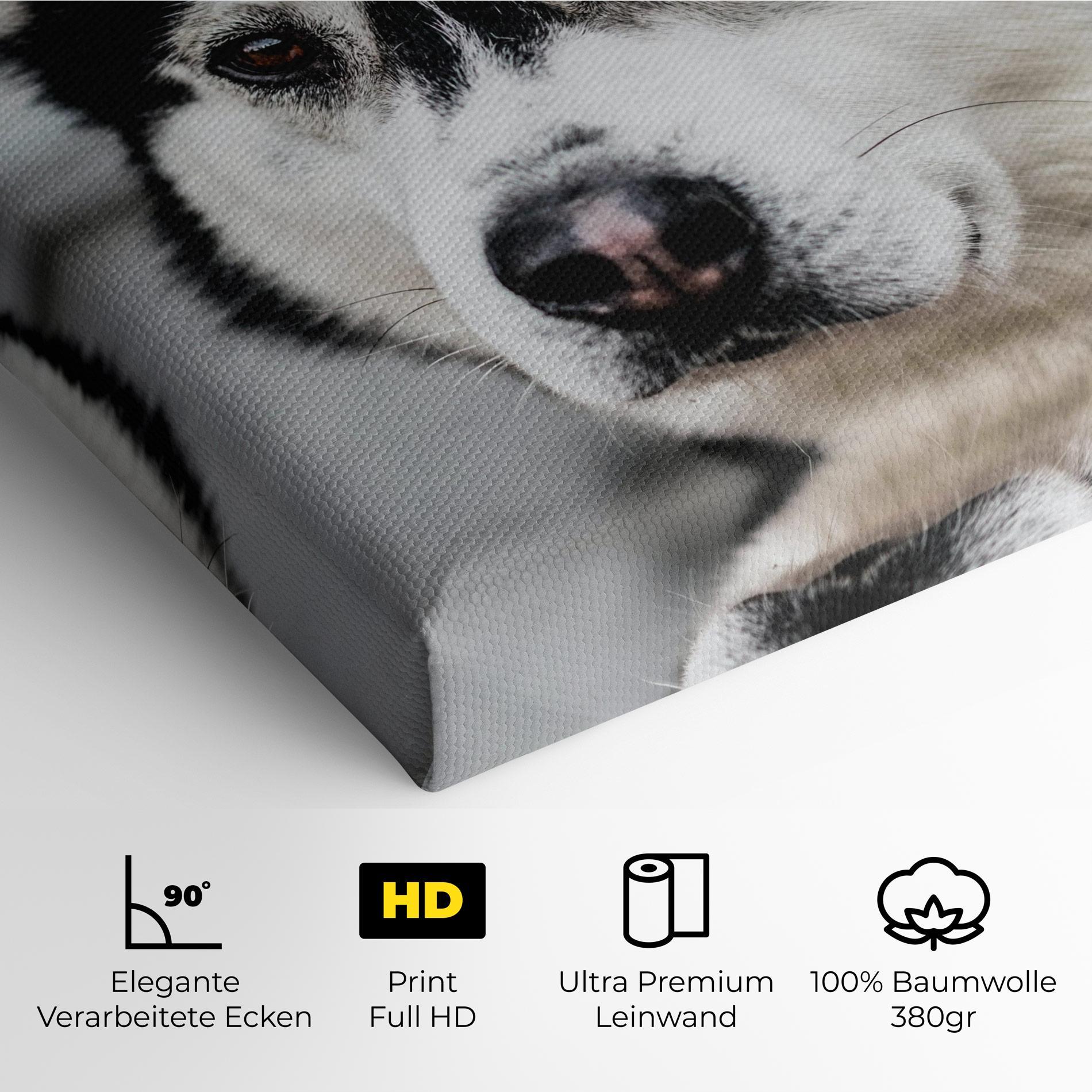 Leinwandbild Husky Dog mockup 4