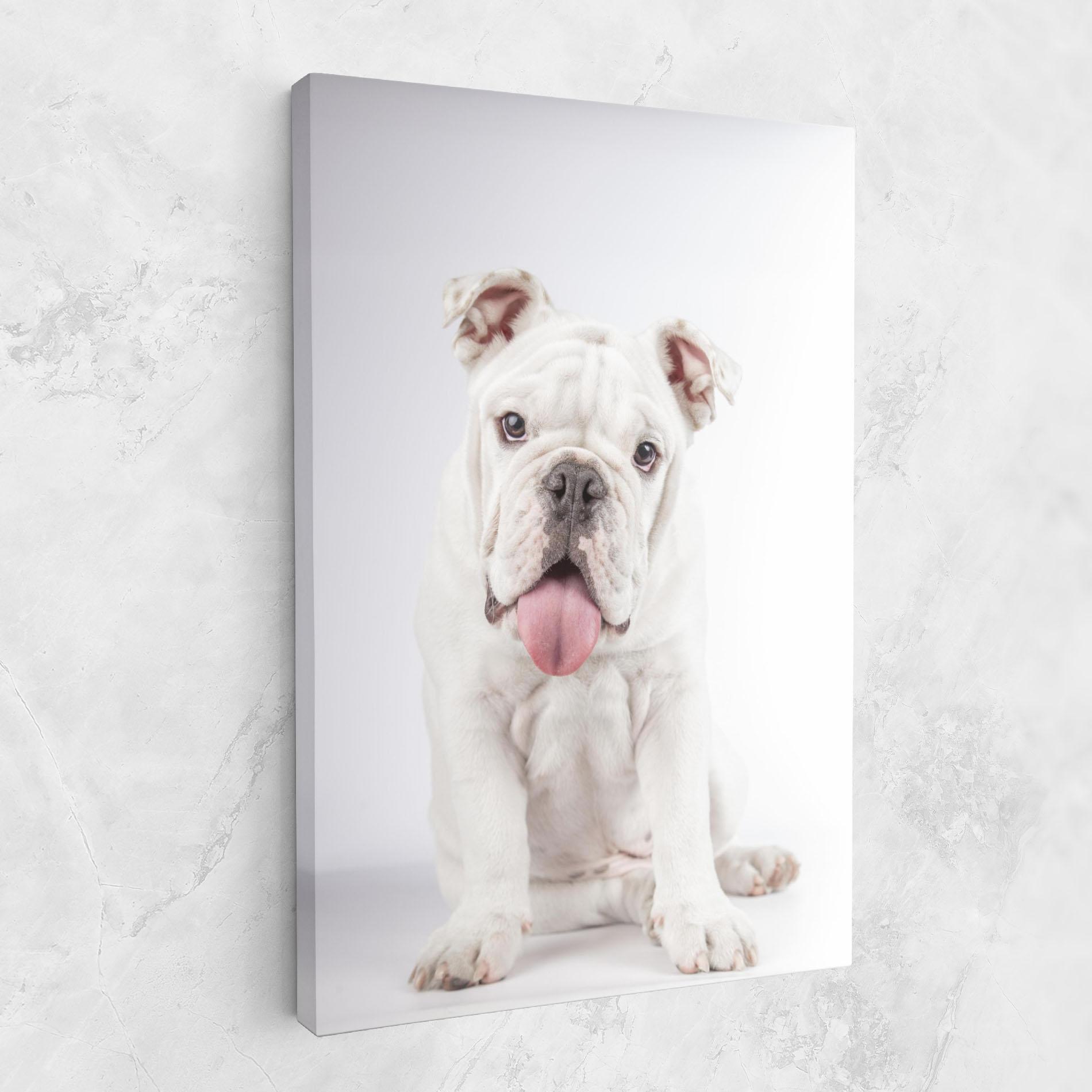 Leinwandbild English Bulldog mockup 1