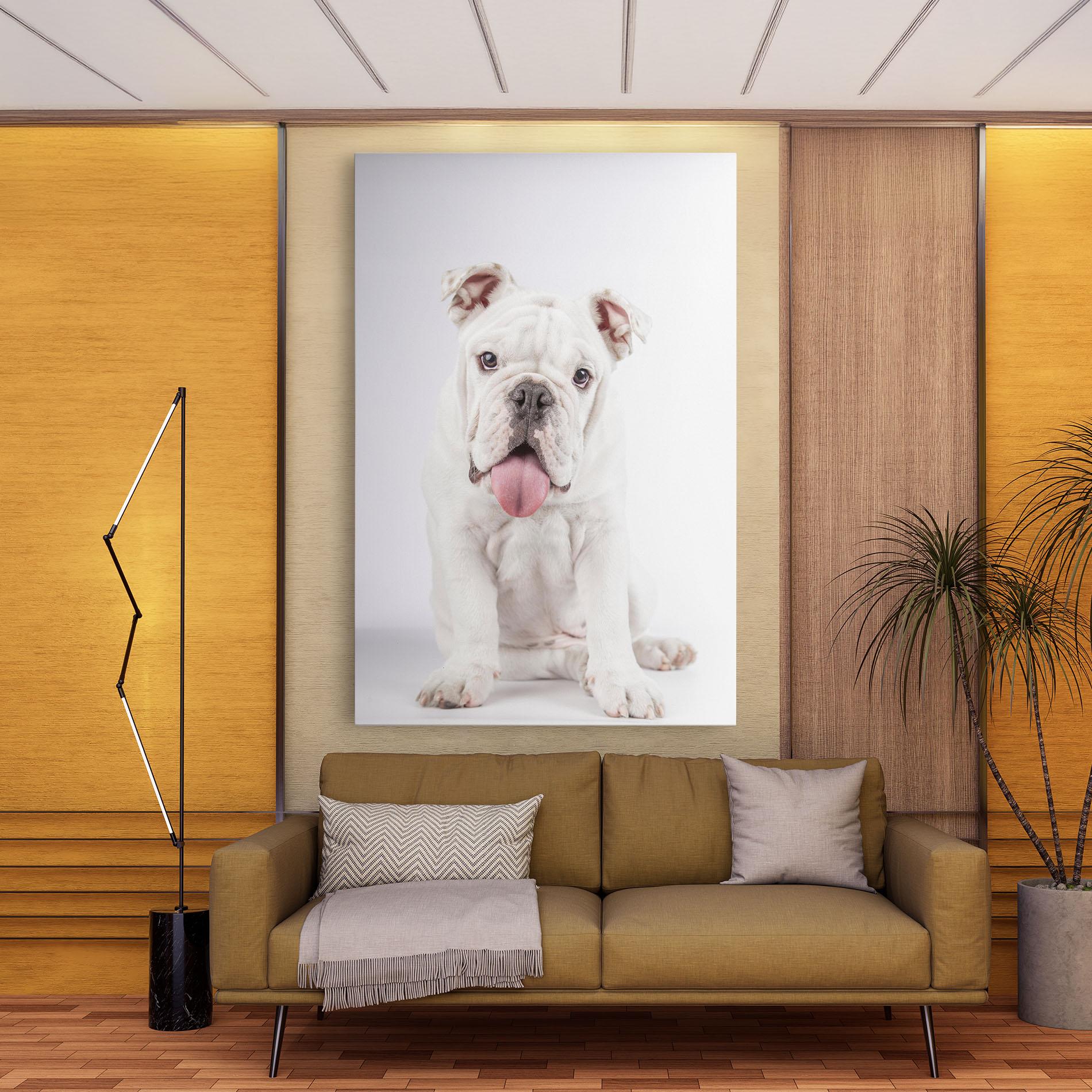 Leinwandbild English Bulldog mockup 9