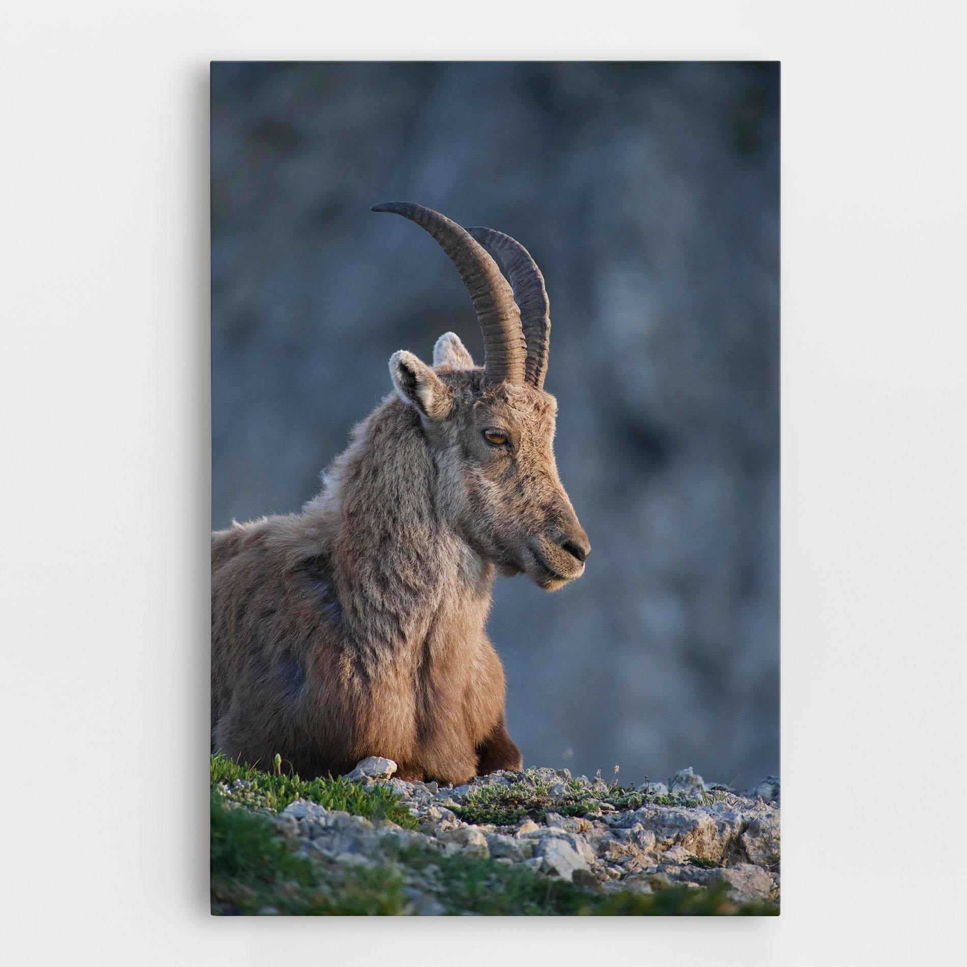 Leinwandbild Mountain Goat mockup 0
