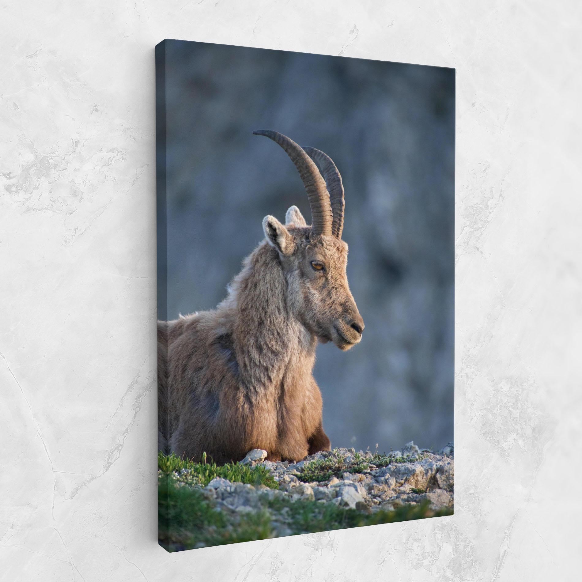 Leinwandbild Mountain Goat mockup 1