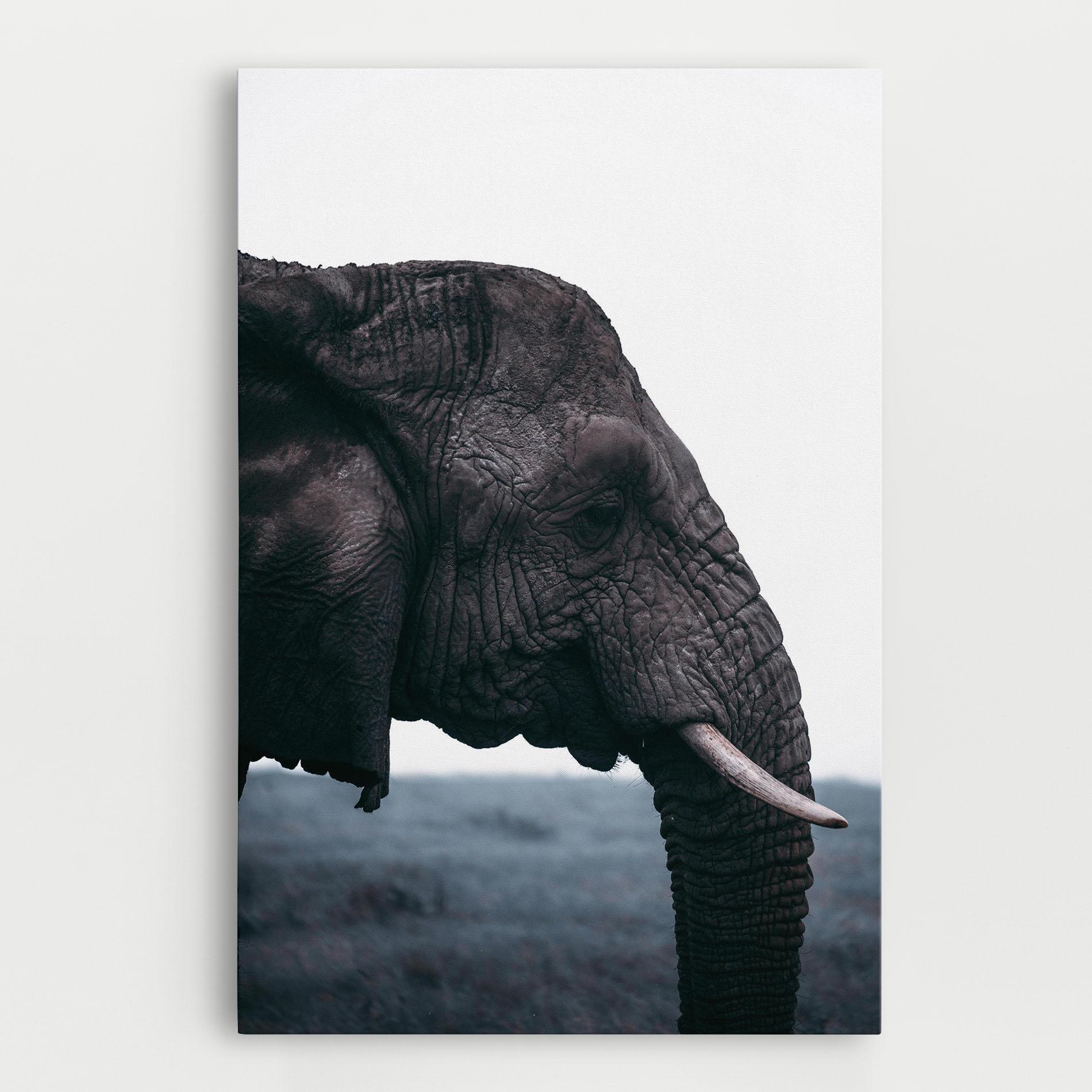 Leinwandbild Close Grey Eelephant mockup 0