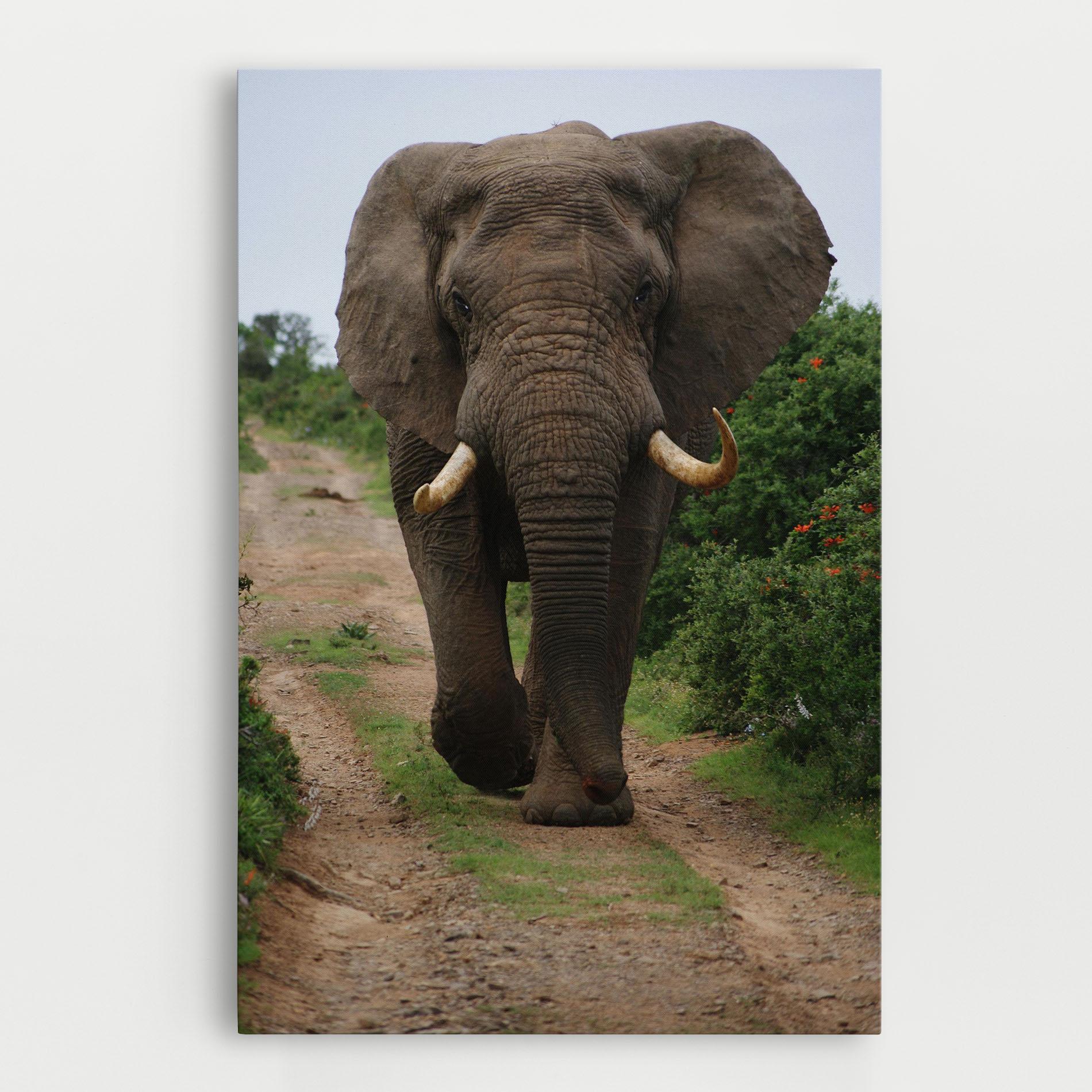 Leinwandbild Elephant Safari mockup 0