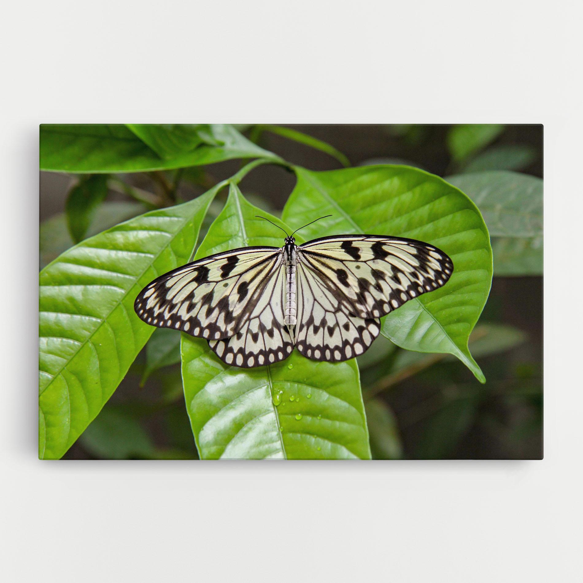 Leinwandbild Beautiful White Butterfly mockup 0