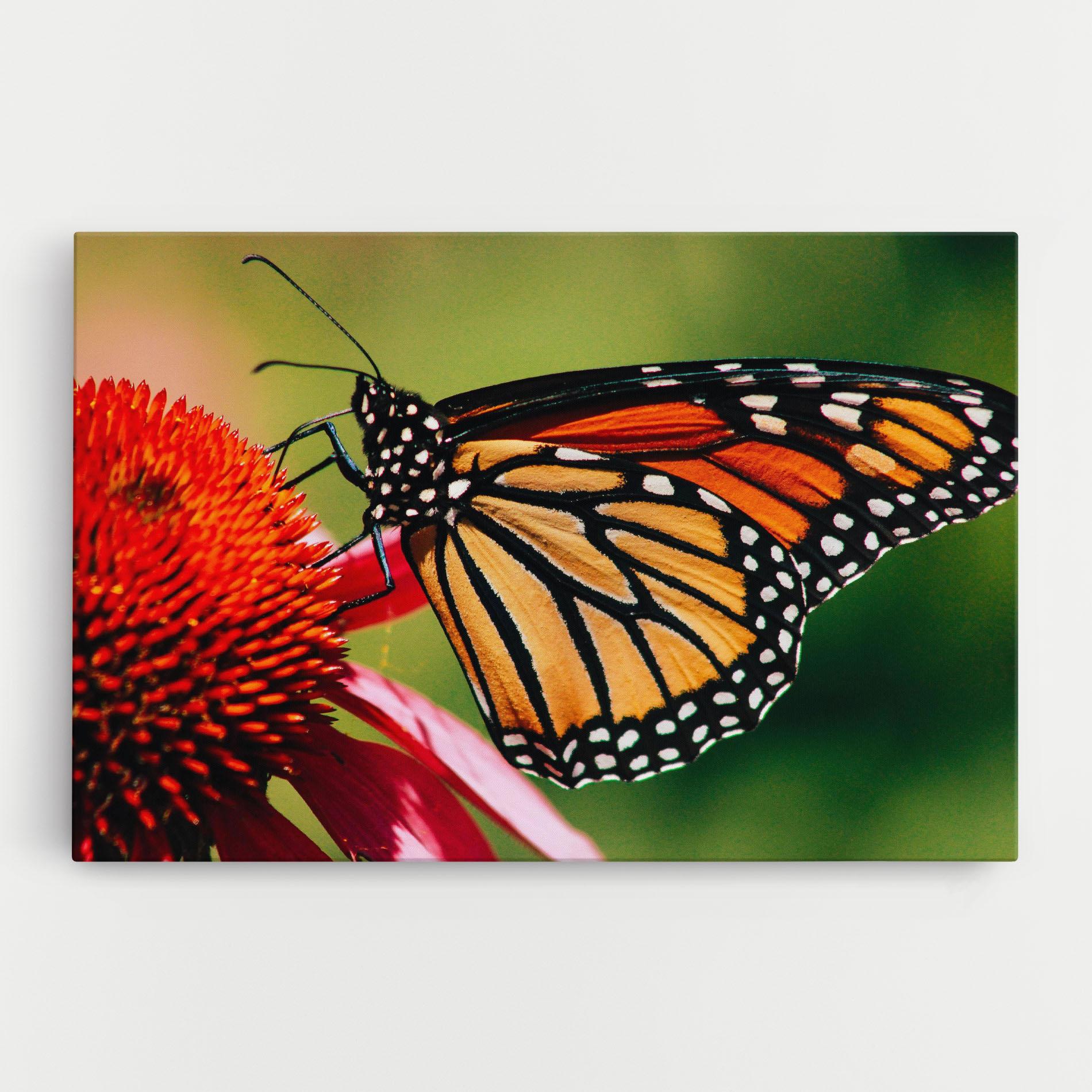 Leinwandbild Big Orange Butterfly mockup 0