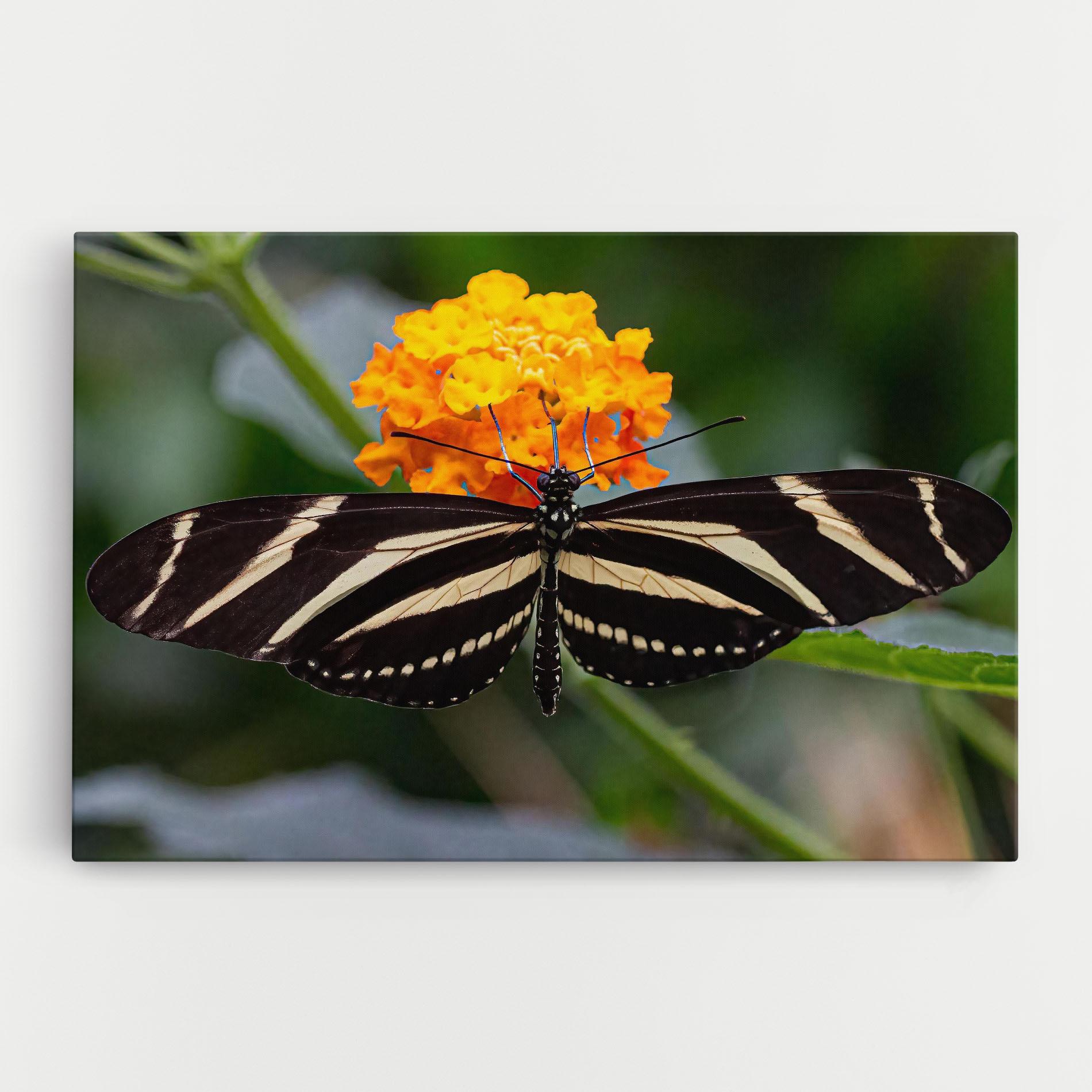 Leinwandbild Big Wings Butterfly mockup 0