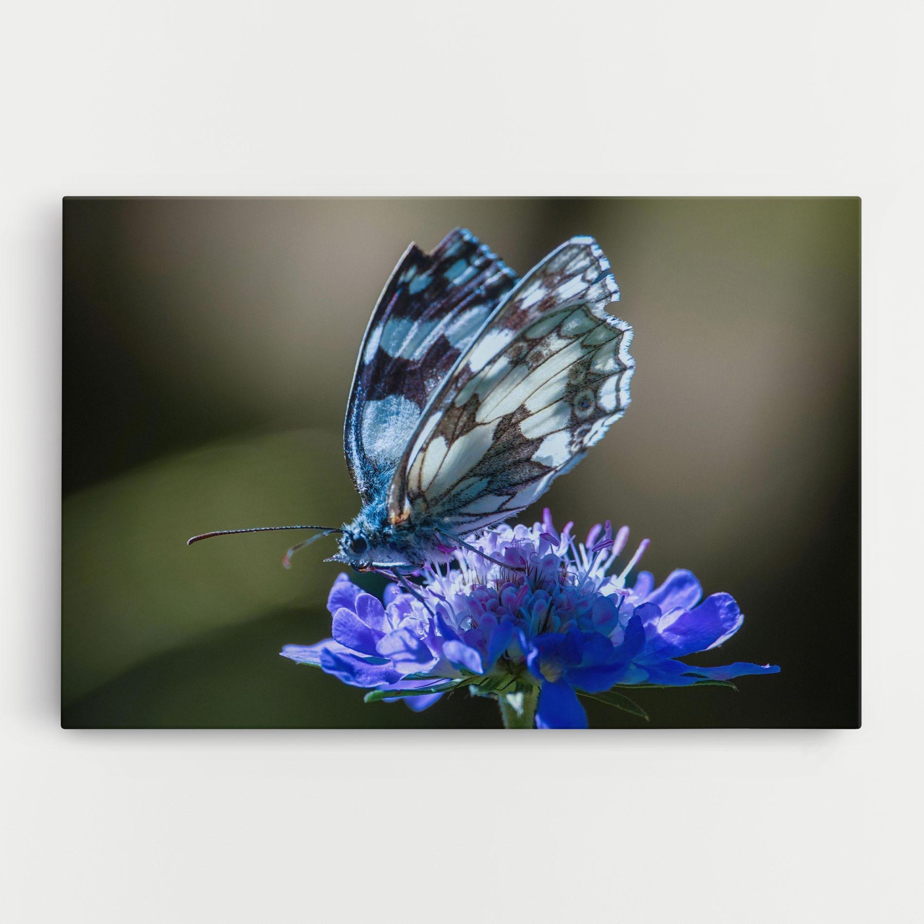 Leinwandbild Blue Butterfly In Nature mockup 0