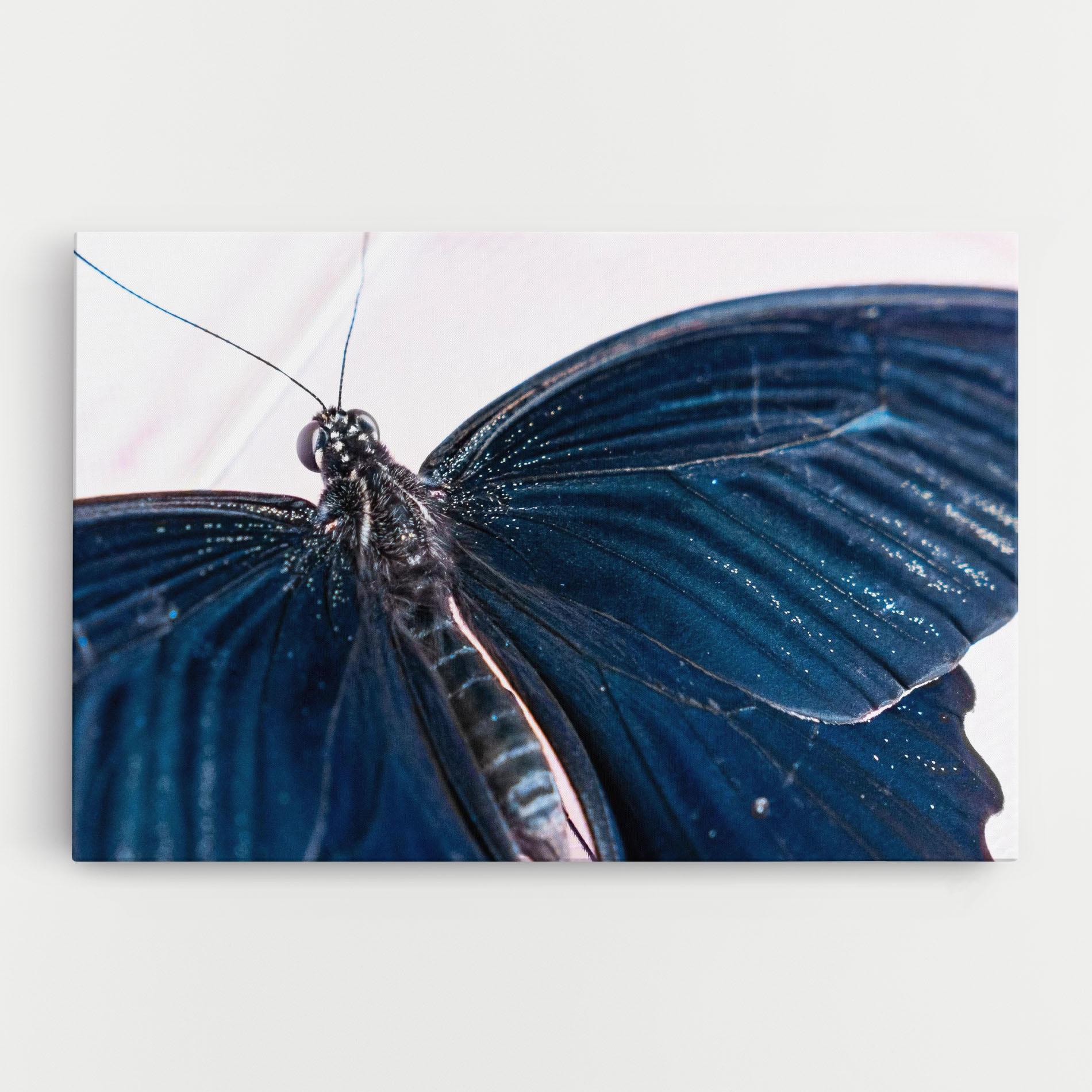Leinwandbild Blue Butterfly mockup 0