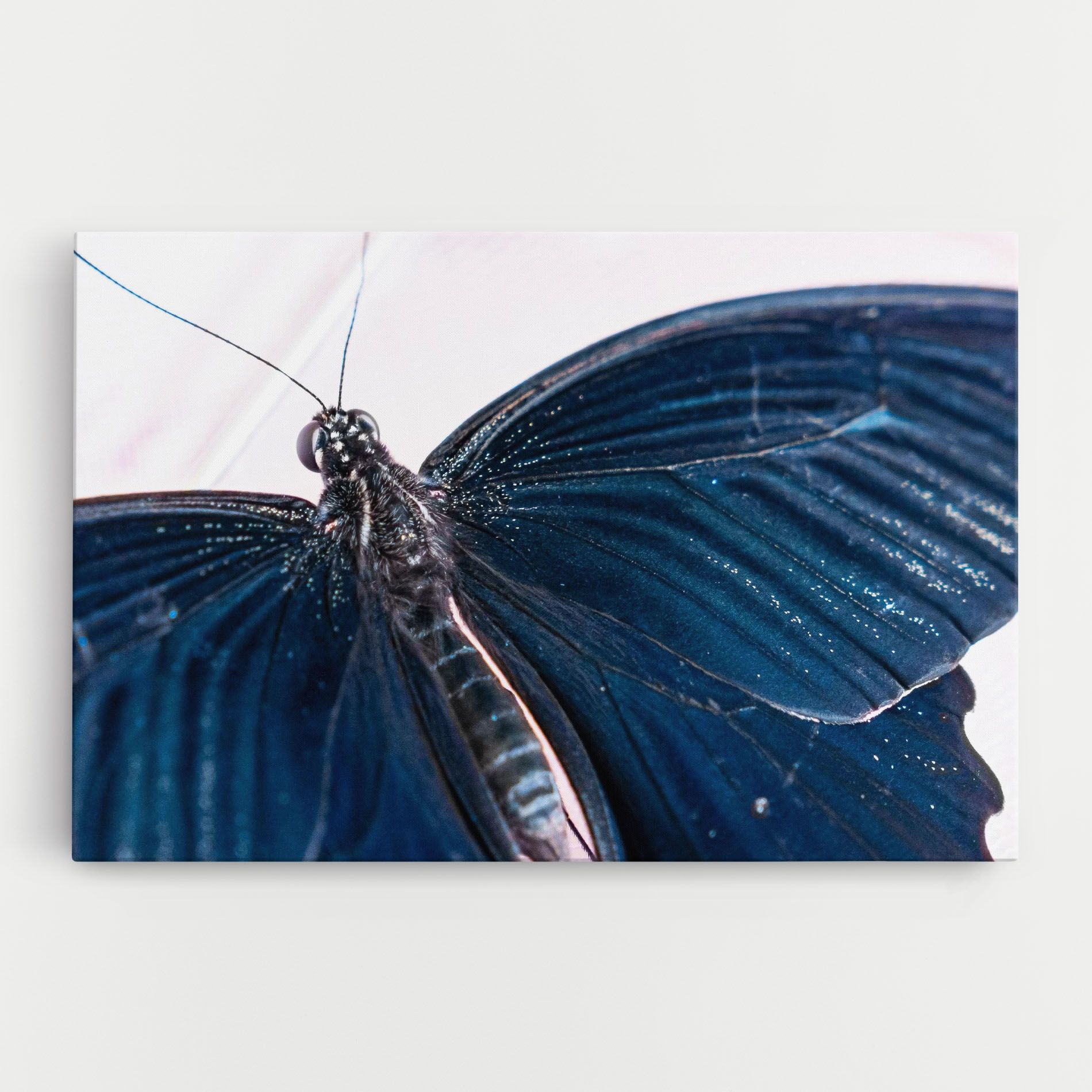 Blue Butterfly mockup 0