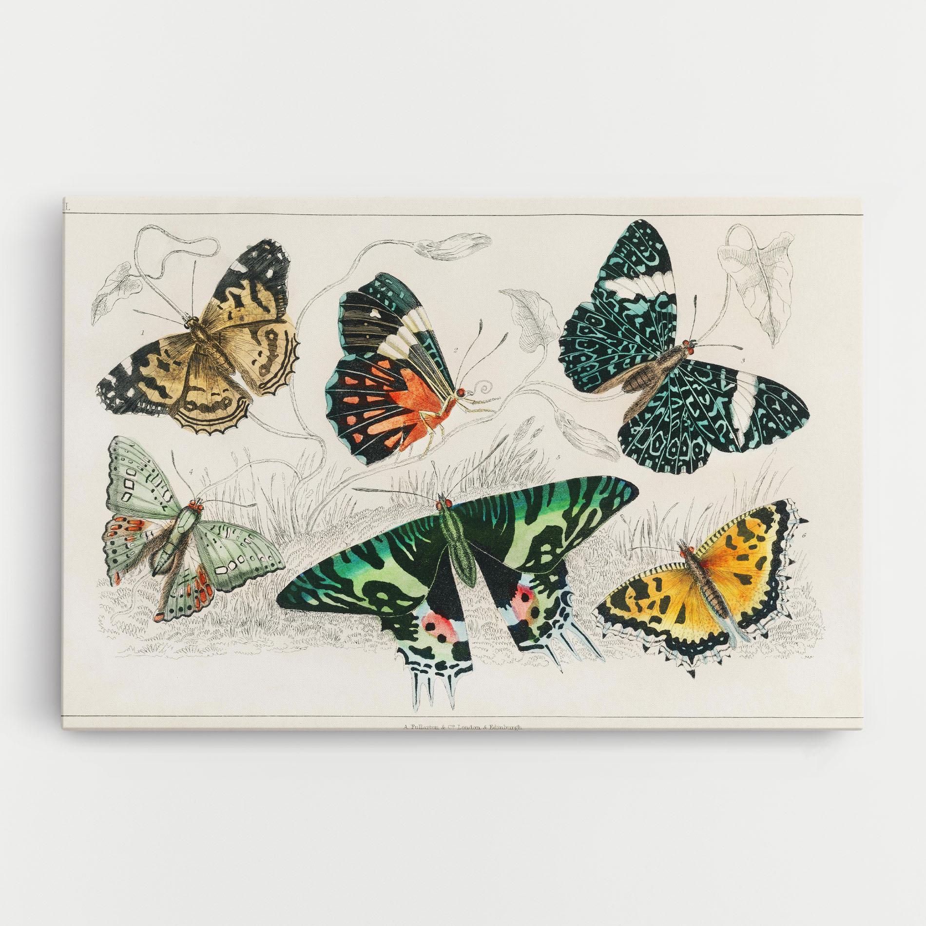 Leinwandbild Butterfly Art mockup 0